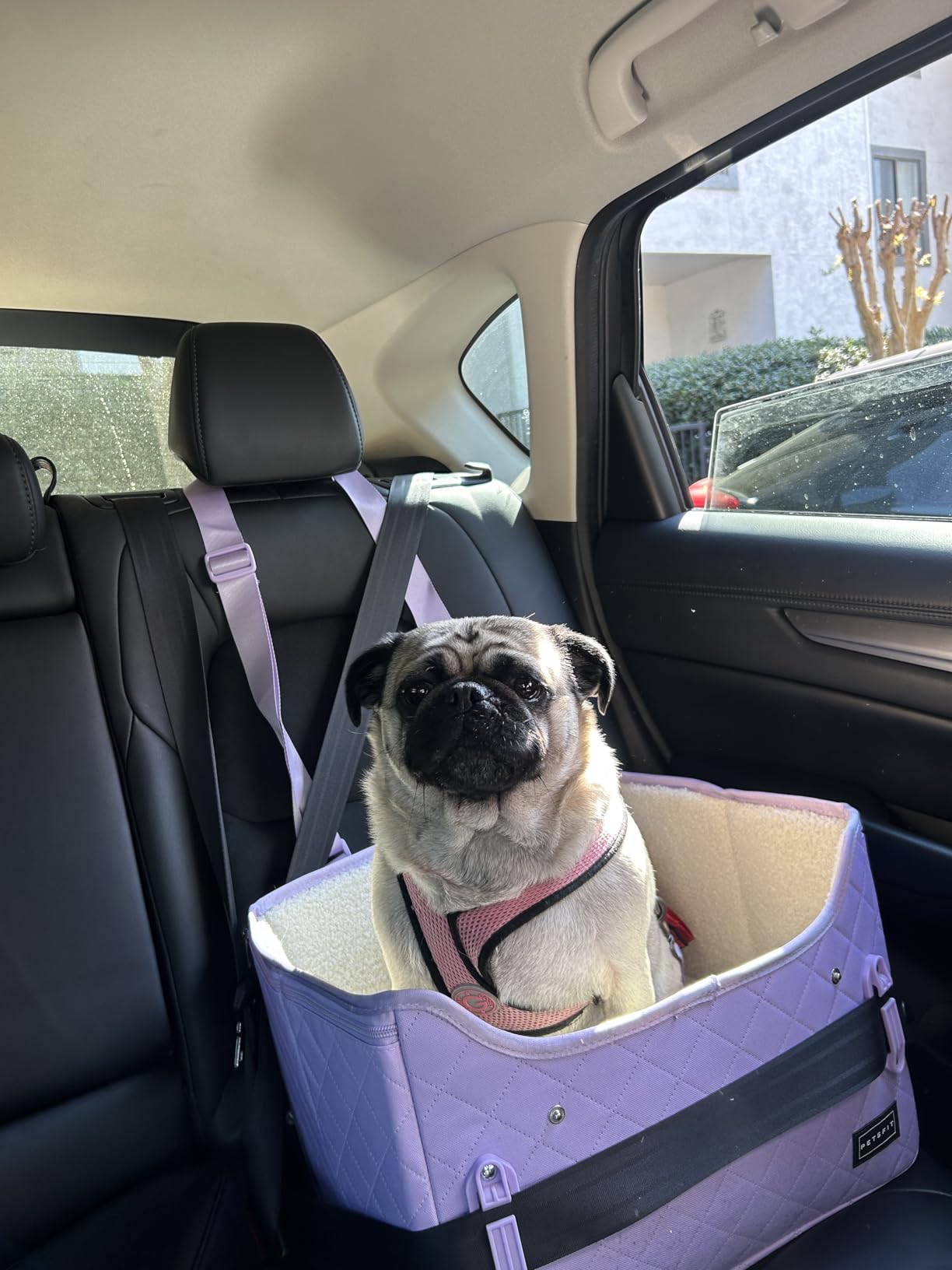 PETSFIT Dog Car Seats for Small Dogs - Patented Safety Buckles - Safety Tether - Foldable Travel Dog Booster Car Seat Reduces Anxiety & Road Trips - Stable Frame, Soft Cushion, Fits Front/Back Seat customer photo 1