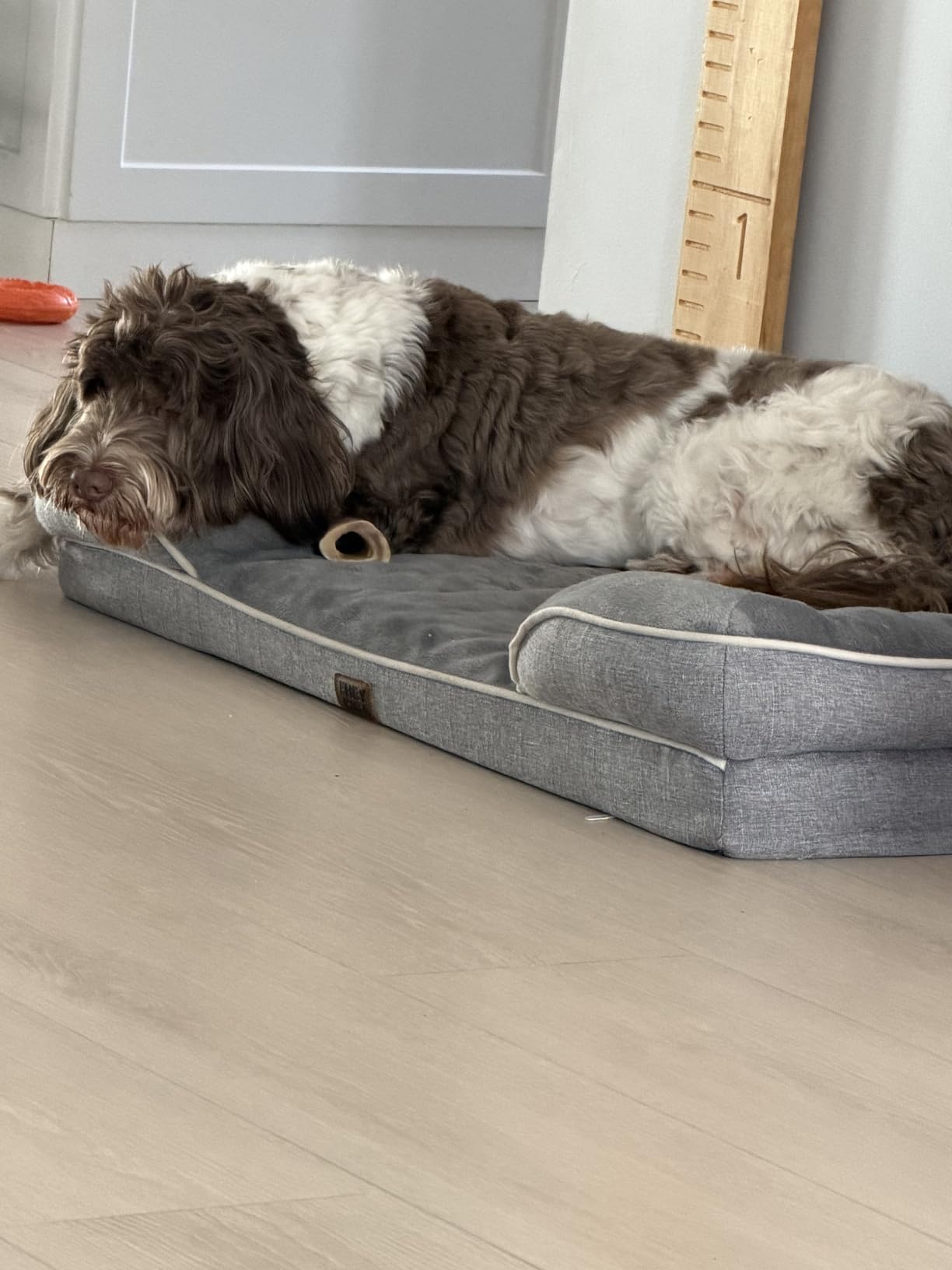 EHEYCIGA Orthopedic Dog Beds for Extra Large Dogs 44x32Inch, Waterproof Memory Foam XL Pet Bed with Sides, Non-Slip and Egg-Crate Foam Big Dog Couch Bed with Washable Removable Cover, Grey customer photo 1