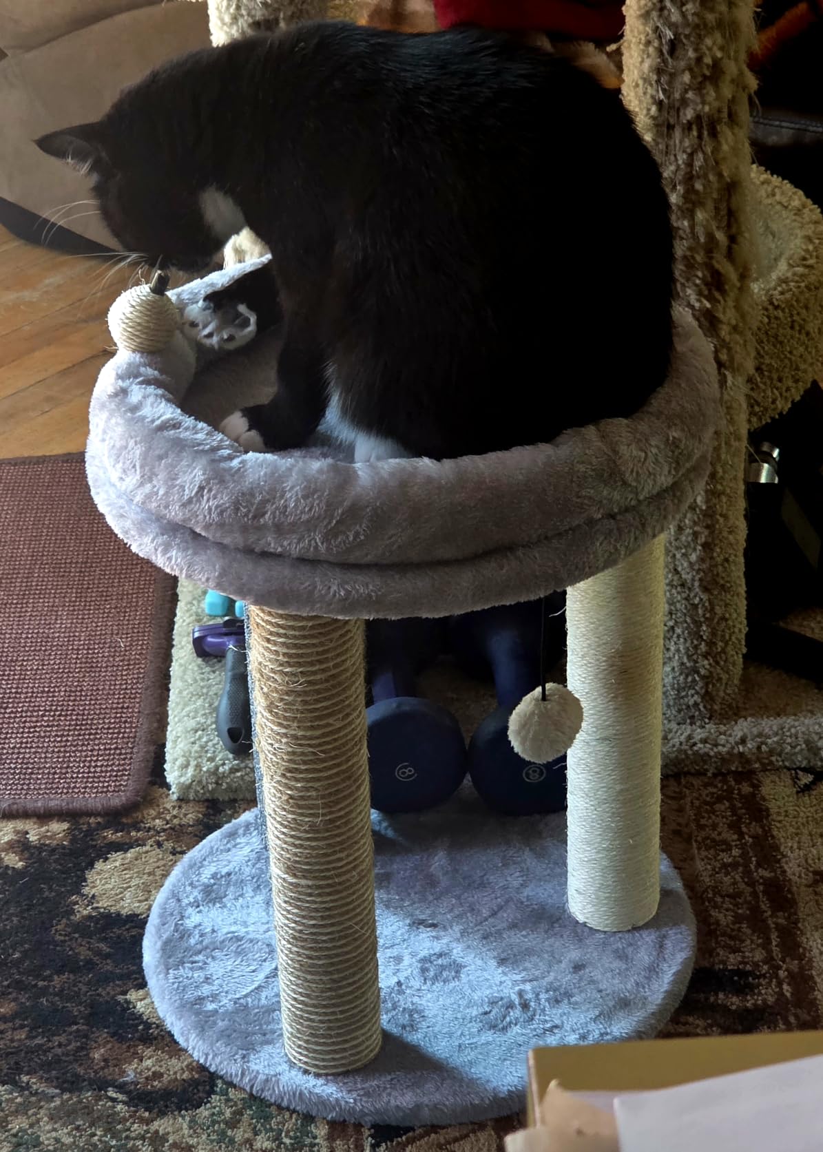MECOOL 4in1 Small Cat Tree,Scratching Post with Tower Soft Bed, Sisal Carpet Jute Posts with Three Hanging Ball Toys and Massage Brush for Indoor Cats and Kittens customer photo 2