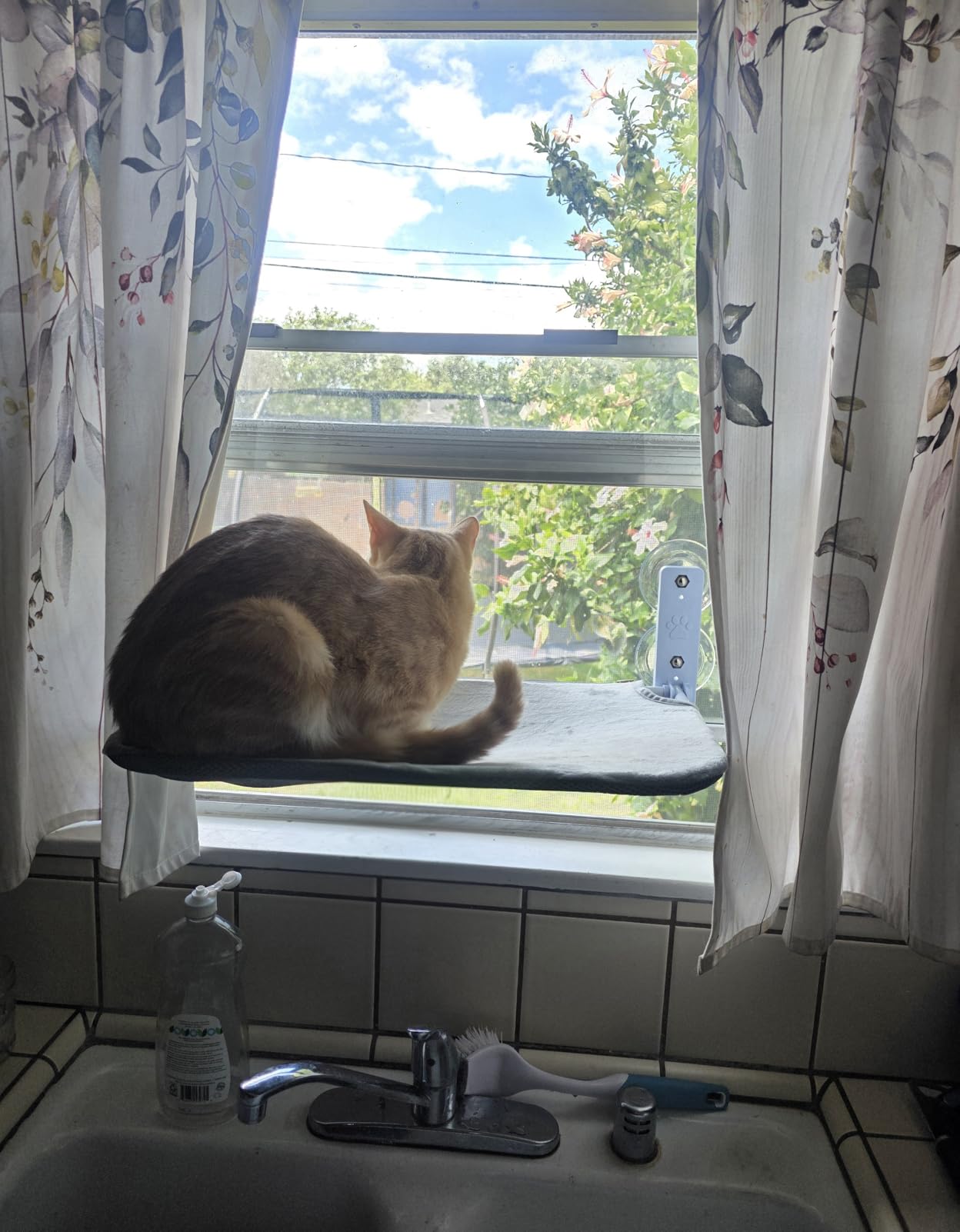 Sunhoo Cat Window Hammock Perch Cordless Perches Window Sill Seat Bed Foldable Stable Lounger Upgraded Suction Cup Easy Assembly Indoor Cats Kitty Shelf Hold Up to 55lbs (Light Gray, M) customer photo 2