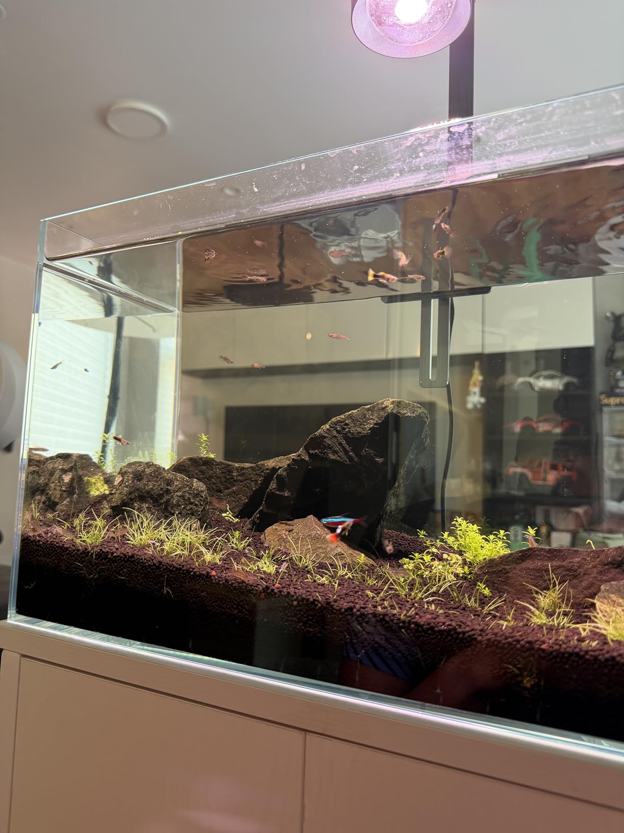 LAQUAL 10 Gallon Ultra Clear Glass Fish Tank, Rimless Low Iron Aquarium for Betta/Nano/Goldfish/Snail/Shrimp, Big Fish Tank & Cover Set & Feeding Ring & Cleaning Tools customer photo 2