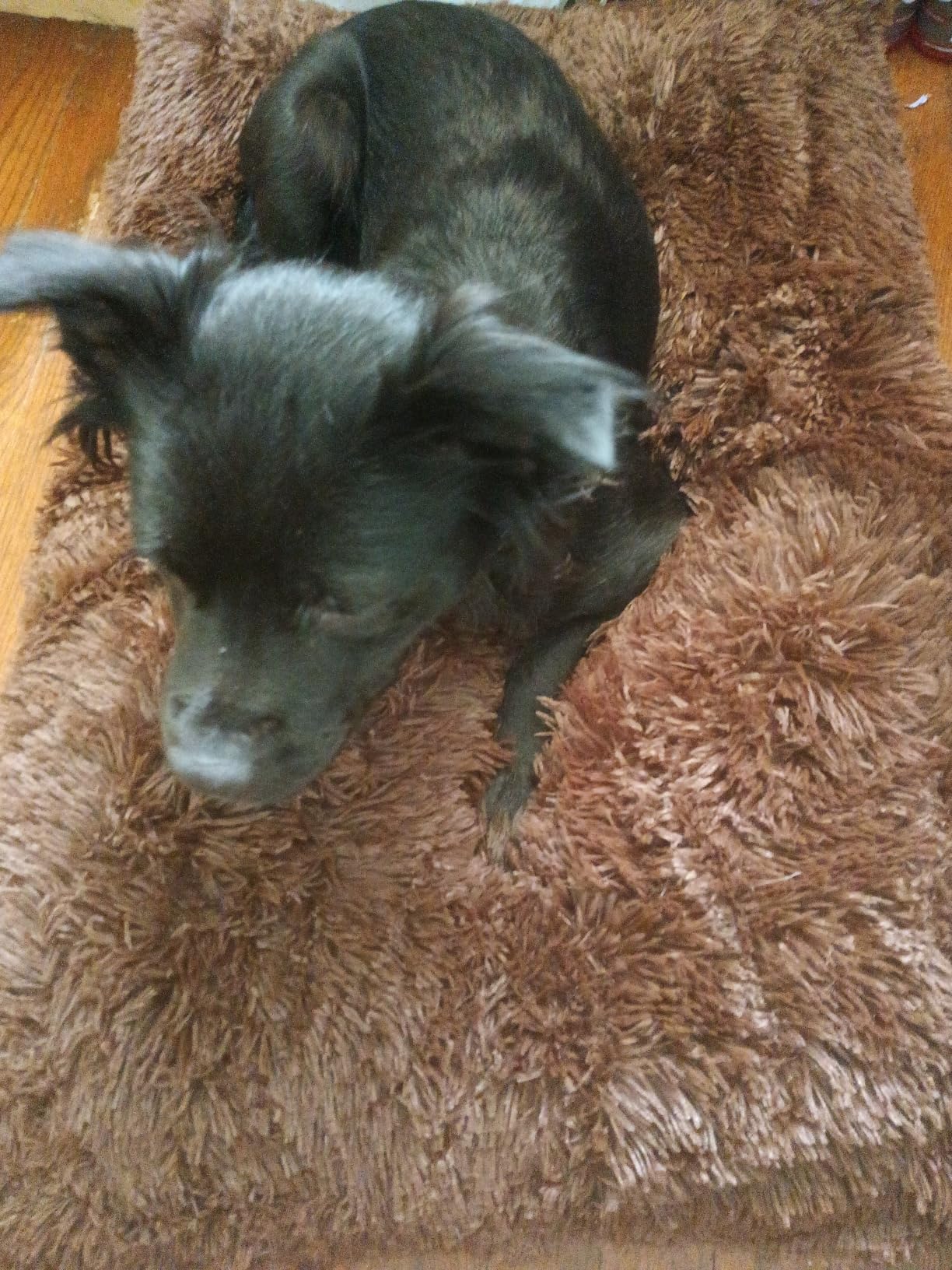 EHEYCIGA Fluffy Dog Crate Bed for Extra Large Dogs, Plush Faux Fur Pad, Calming Anti Anxiety XL Bed for Crate, Washable Soft Warm Dog Mat with Non-Slip Bottom, Grey customer photo 1