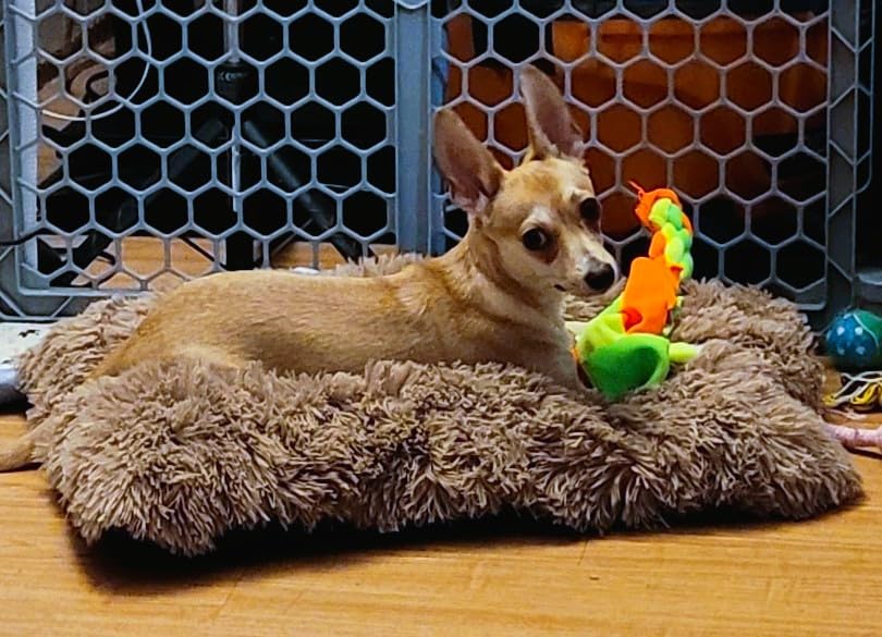 EHEYCIGA Fluffy Dog Crate Bed for Extra Large Dogs, Plush Faux Fur Pad, Calming Anti Anxiety XL Bed for Crate, Washable Soft Warm Dog Mat with Non-Slip Bottom, Grey customer photo 2