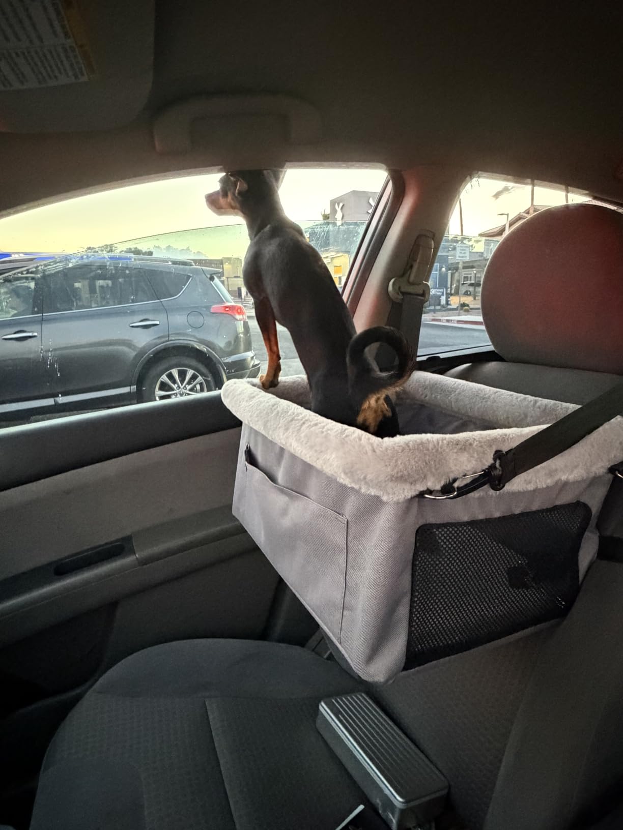 JOEJOY Deluxe Dog Booster Seat with Sturdy Metal Frame and Safety Leash for Small Pets up to 20 lbs - Portable Puppy Dog Car Seat with Thick Cushion and Storage Pockets for Small Dogs customer photo 1