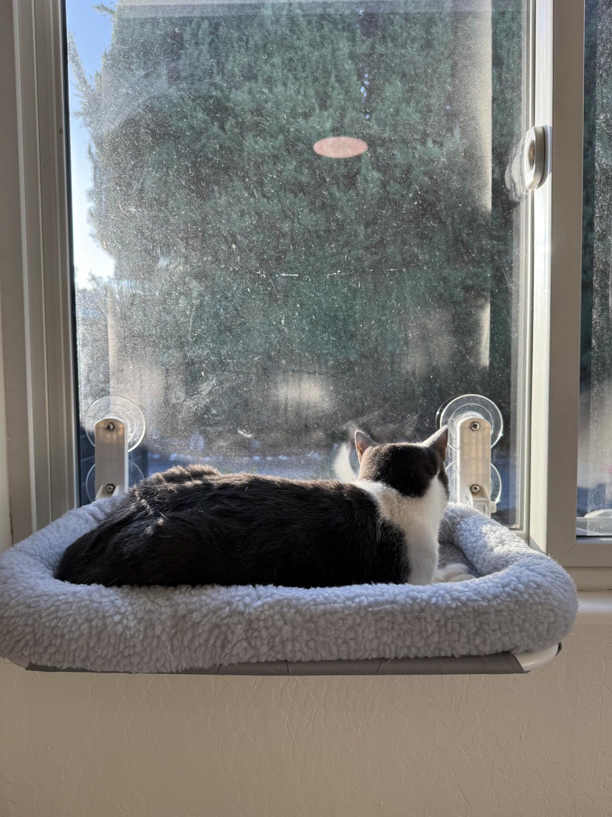 Zakkart Foldable Cat Hammock for Window - Cordless, Embeded Machine Washable Bed, Robust Metal Frame - Cat Window Perch for Large Cats and Kittens (White Bolster Bed, Medium) customer photo 2