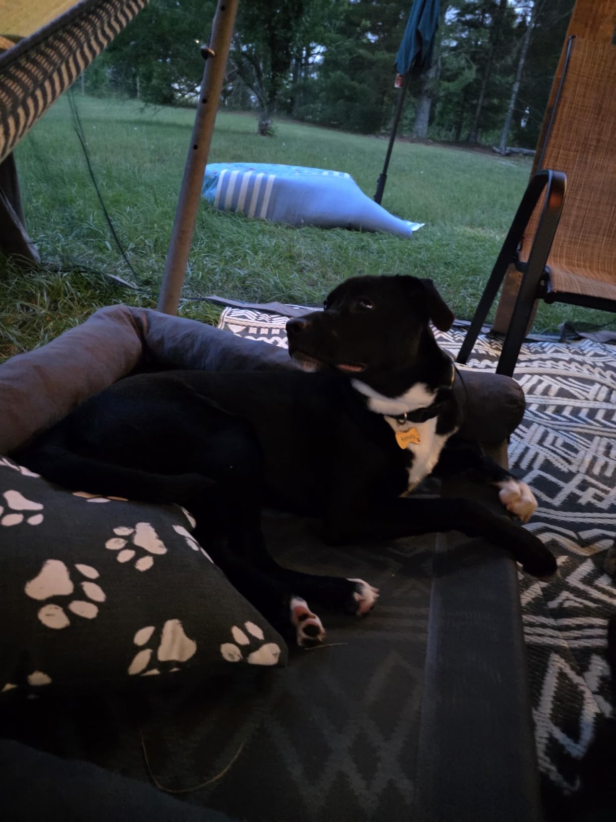 WESTERN HOME Cooling Elevated Dog Bed for Large Dogs, Portable Indoor & Outdoor Raised Dog Bed with Breathable Mesh, Chew Proof Pet Hammock Cots with Removable and Waterproof Bolsters customer photo 1