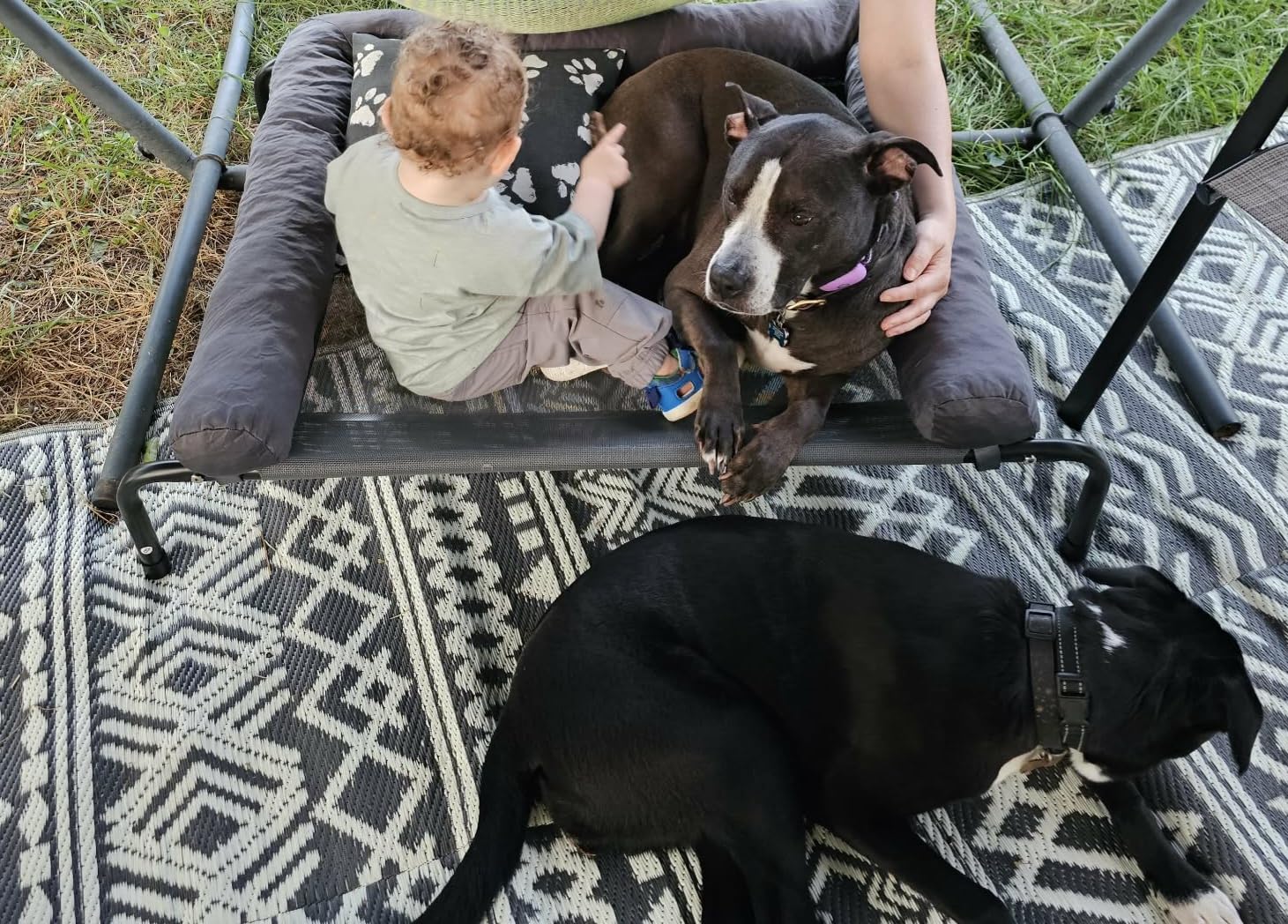 WESTERN HOME Cooling Elevated Dog Bed for Large Dogs, Portable Indoor & Outdoor Raised Dog Bed with Breathable Mesh, Chew Proof Pet Hammock Cots with Removable and Waterproof Bolsters customer photo 2