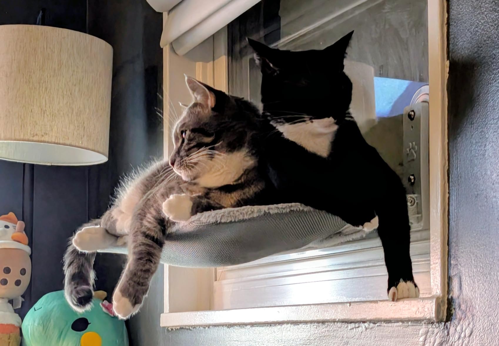 Zoratoo 2PC Cat Window Perch Cordless Foldable Cat Hammock Bed for Window with Metal Frame and Reversible Cover, Large Suction Cups Window Resting Seat for Indoor Cats (Cat Bed, M-2PC) customer photo 2