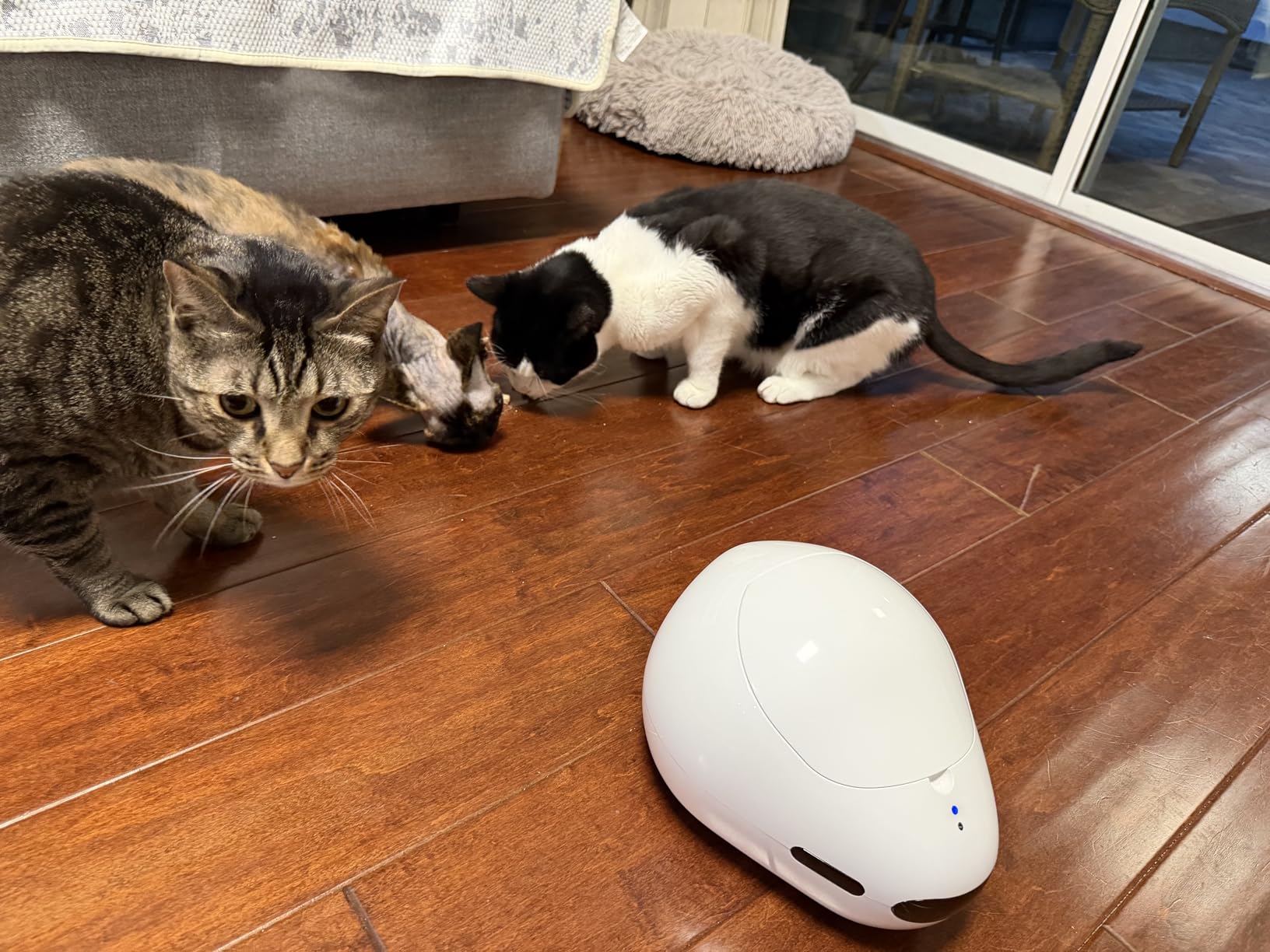 Cat Camera Robot Treat Dispenser with Laser, Moving Pet Robot Camera for Dogs and Cats, App Remote Control, Auto Recharge, Night Vision, Two-Way Audio, Pet Laser Toy, 2.4G WiFi customer photo 1