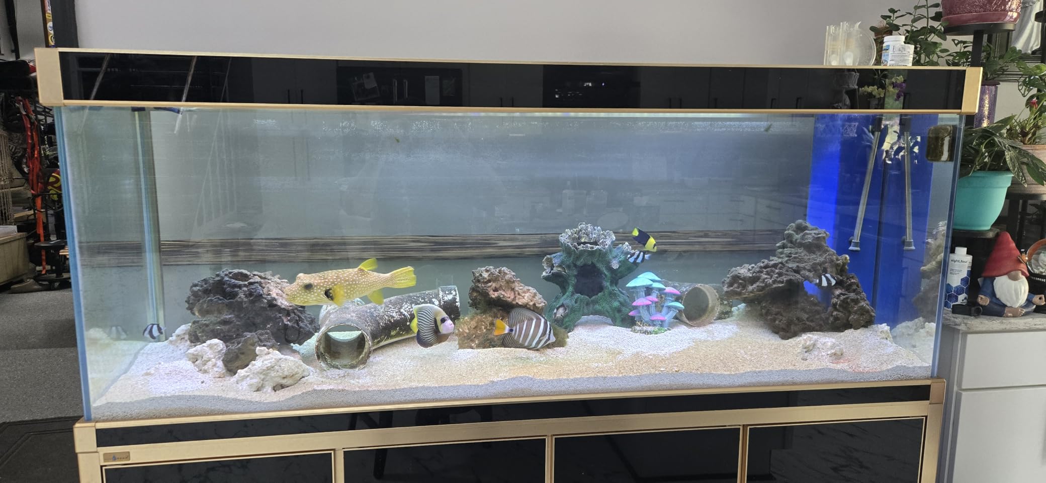 Aqua Dream 100 Gallon Freshwater Glass Aquarium with Aluminum Cabinet - All in One Fish Tank System with Sump Filtration Integrated Plumbing and LED Lighting in Black customer photo 1
