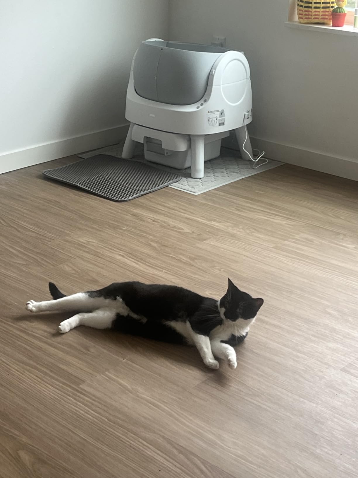 Self Cleaning Cat Litter Box, Automatic Litter Box for Multiple Cats, Integrated Safety Protection with Open-Top Design customer photo 1