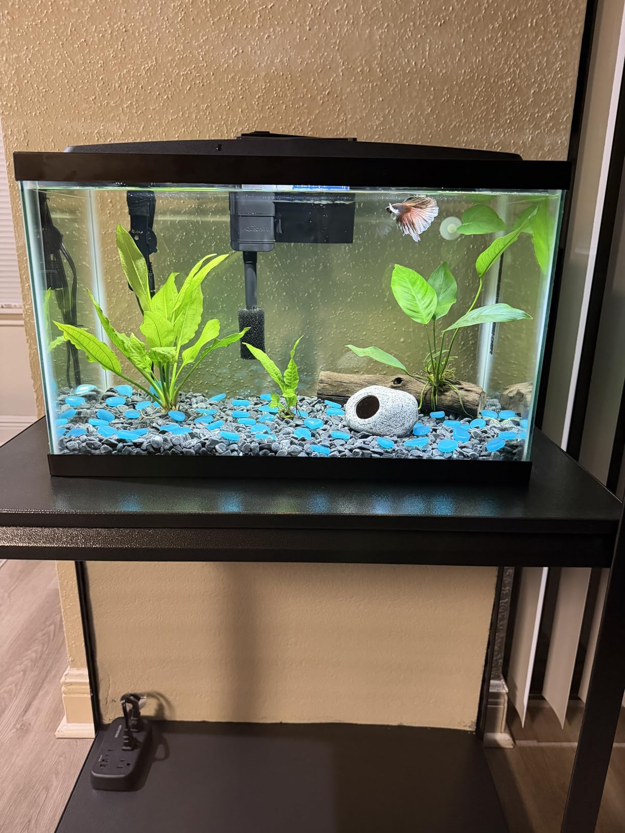 Aqueon Aquarium Starter Kit with Smart Clean Filtration and LED Lighting, Freshwater and Saltwater Fish, 10-Gallon customer photo 2