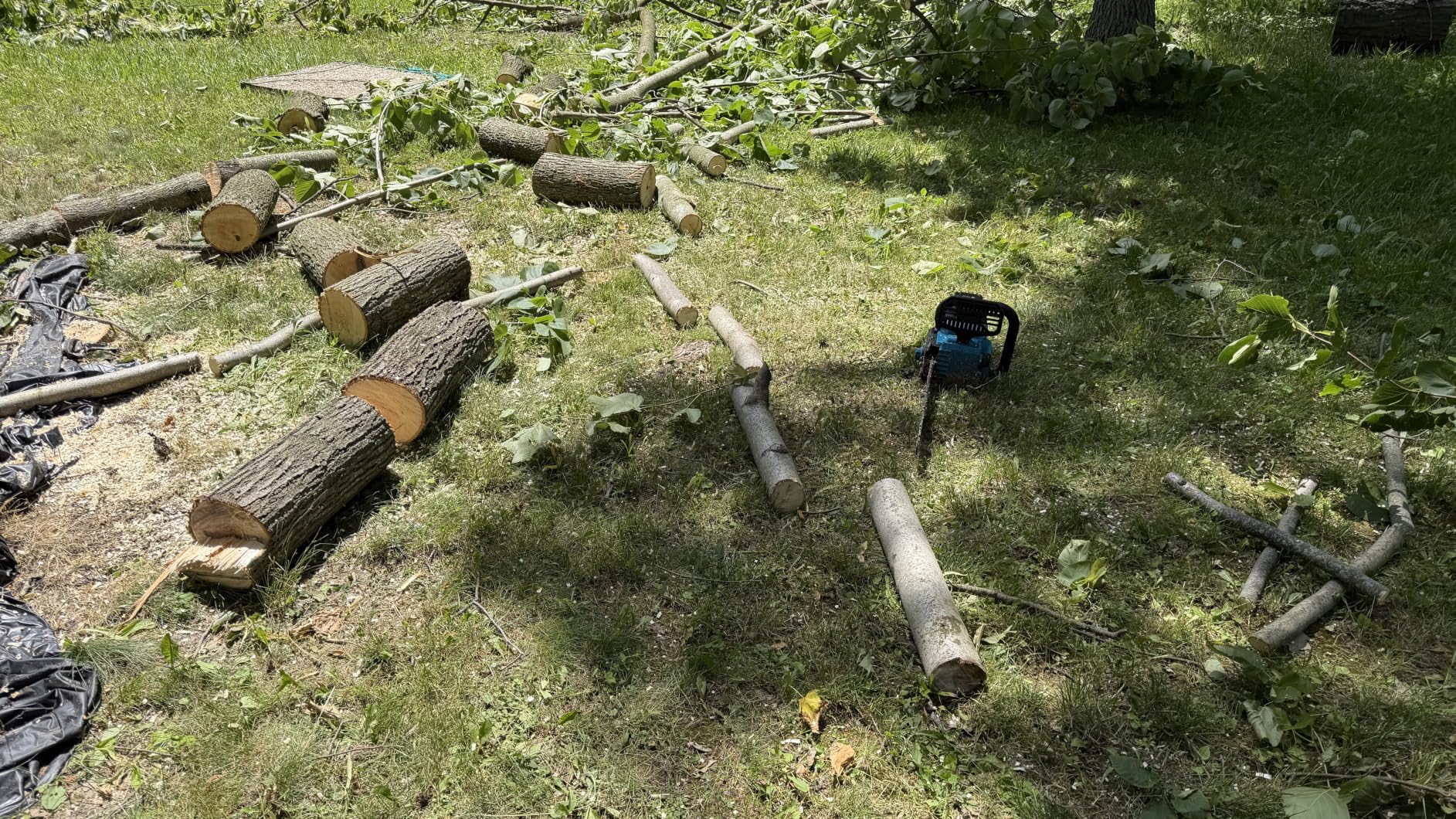 SEESII 40V 16-Inch Cordless Chainsaw Brushless with 2x4.0Ah Batteries & Charger customer photo 1