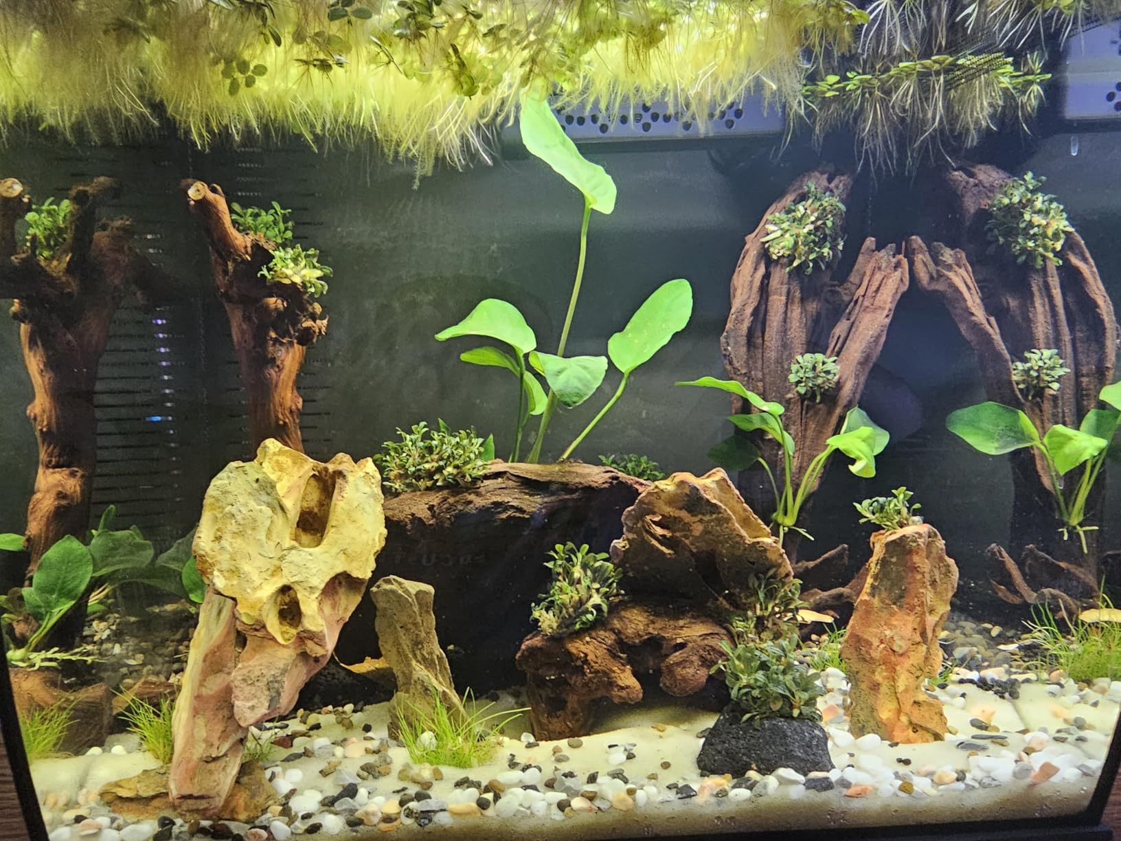 Fluval Flex 2.0 Aquarium Kit - Freshwater Fish Tank with Curved Glass - Includes 7500K LED Light, Lid and 3-Stage Filtration System (9 Gallon) customer photo 2