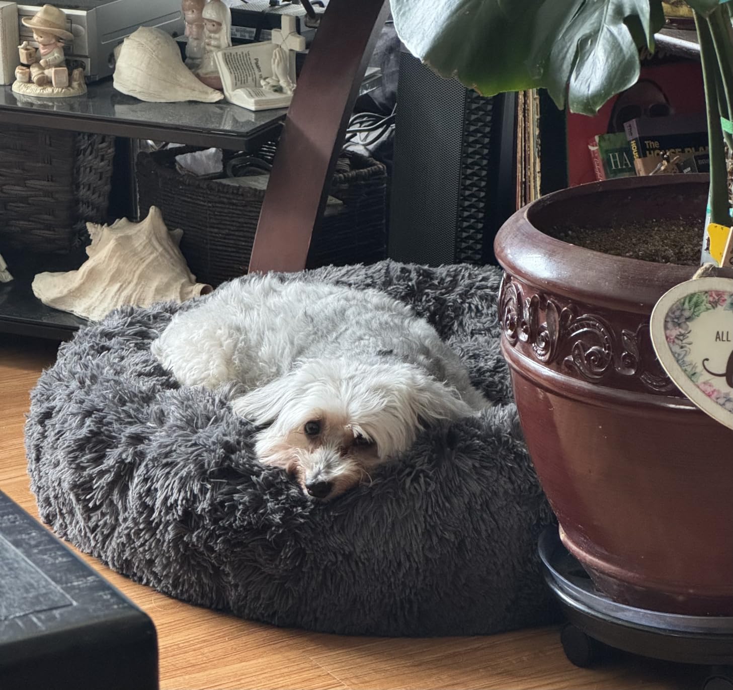 Bedsure SupportMax Calming Dog Beds Large Sized Dog - 36in Donut Washable Large Pet Bed, Anti-Slip & Removable Cover, 420GSM Round Anti-Anxiety Fluffy Plush Faux Fur Bed, Fits up to 80 lbs Pets customer photo 2