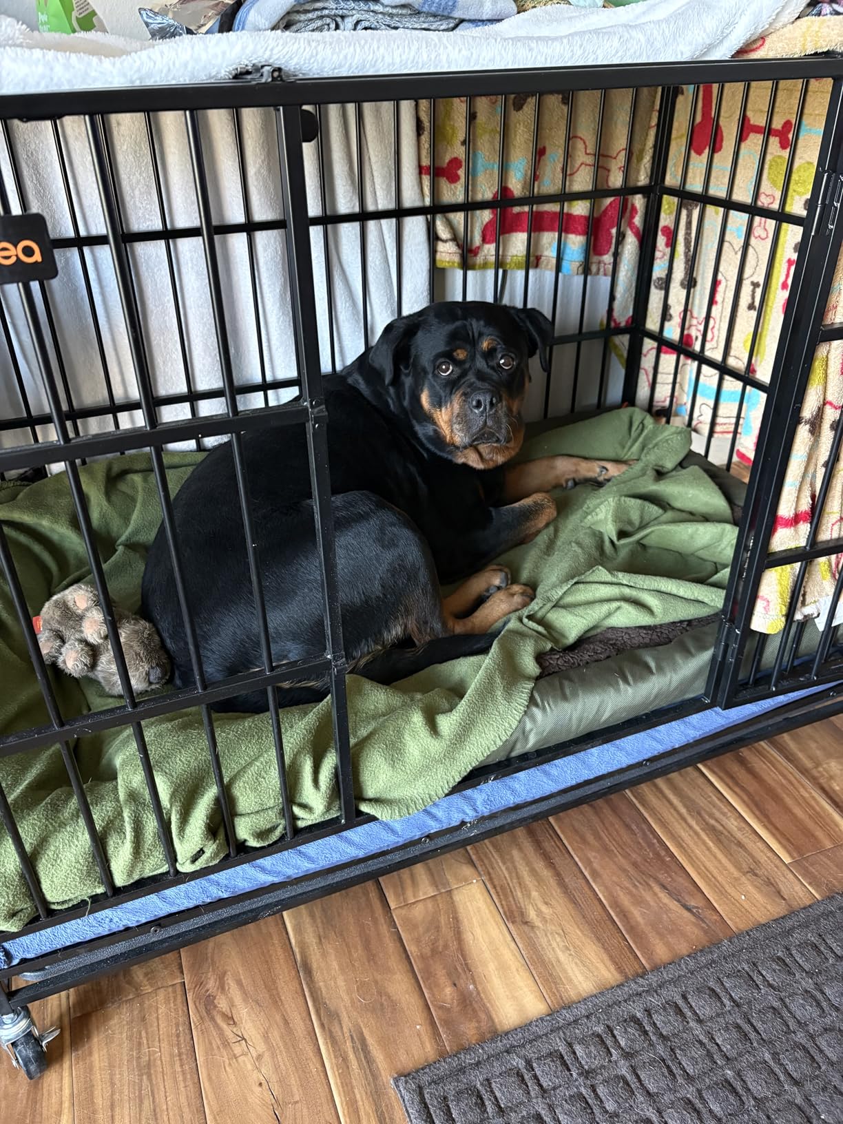 Feandrea Heavy-Duty Dog Crate, 5-Minute Quick Assembly, Foldable Dog Kennel Cage with Lockable Wheels, Double Doors, Escape Proof Fixed Bottom, Removable Tray, Easy to Clean, Ink Black, 48 Inch customer photo 1