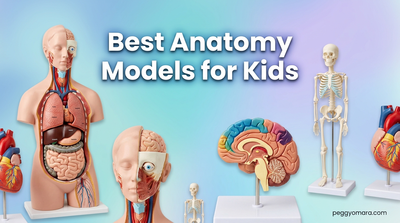 Best Anatomy Models for Kids