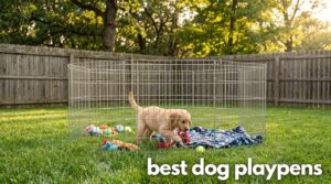 best dog playpens