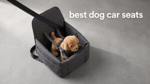 best dog car seats