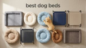 best dog beds
