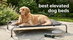best elevated dog beds
