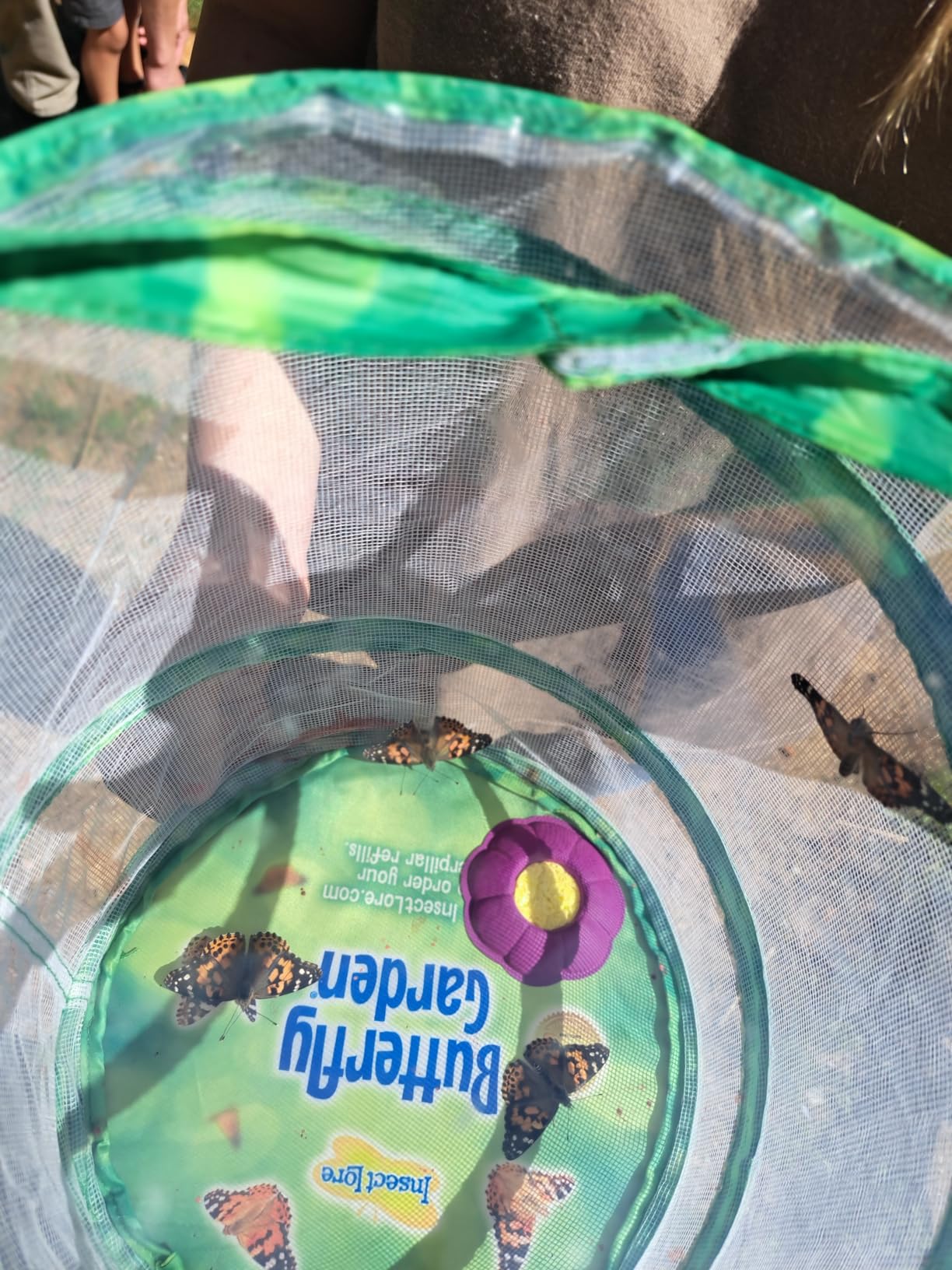 Insect Lore Raise and Release Butterfly Garden Kit - Caterpillar Habitat with redeemable Voucher - STEM-accredited Butterfly Growing Kit for Kids, Classrooms, and Homeschool Learning customer photo 2