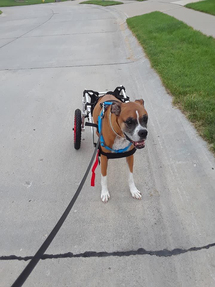 Best Friend Mobility Large Back Leg Dog Wheelchair | 2.0 Design | 2026 Updated Model customer photo 1