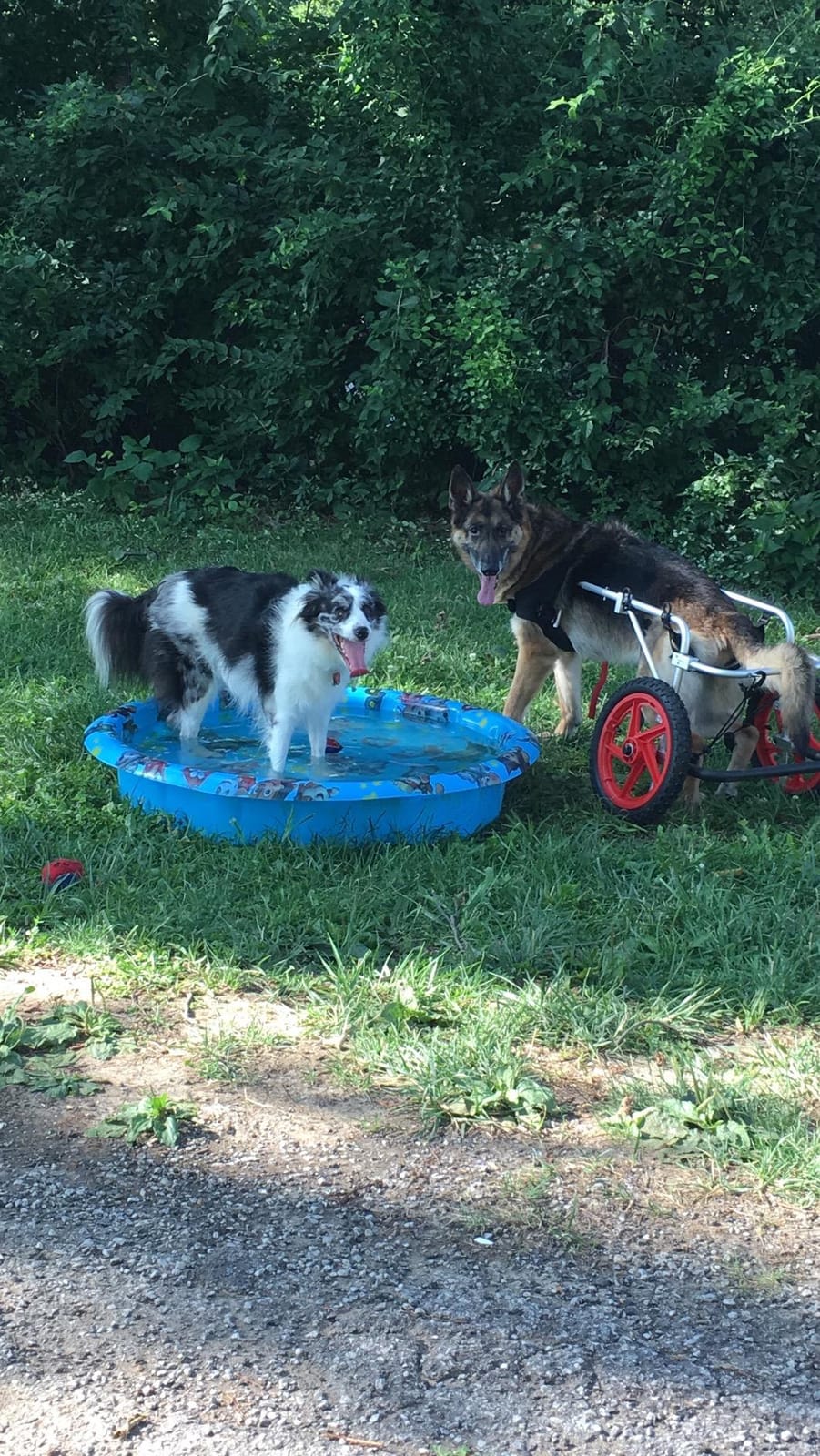 Best Friend Mobility Large Back Leg Dog Wheelchair | 2.0 Design | 2026 Updated Model customer photo 2