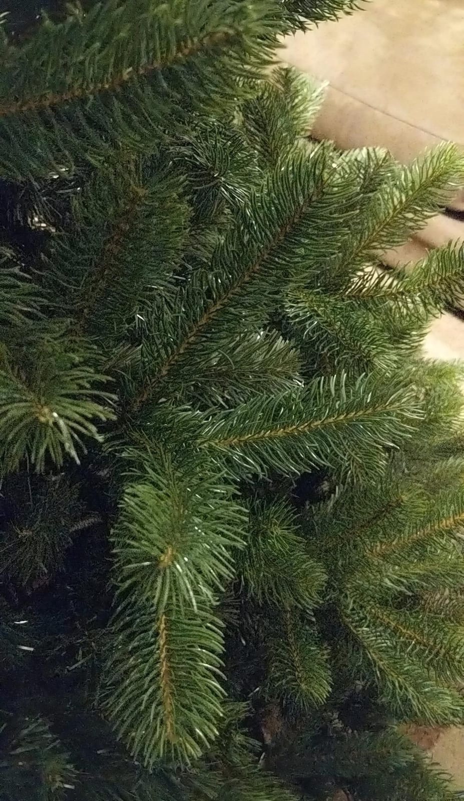 National Tree Company 7.5ft Unlit Downswept Douglas Fir Christmas Tree customer photo 2