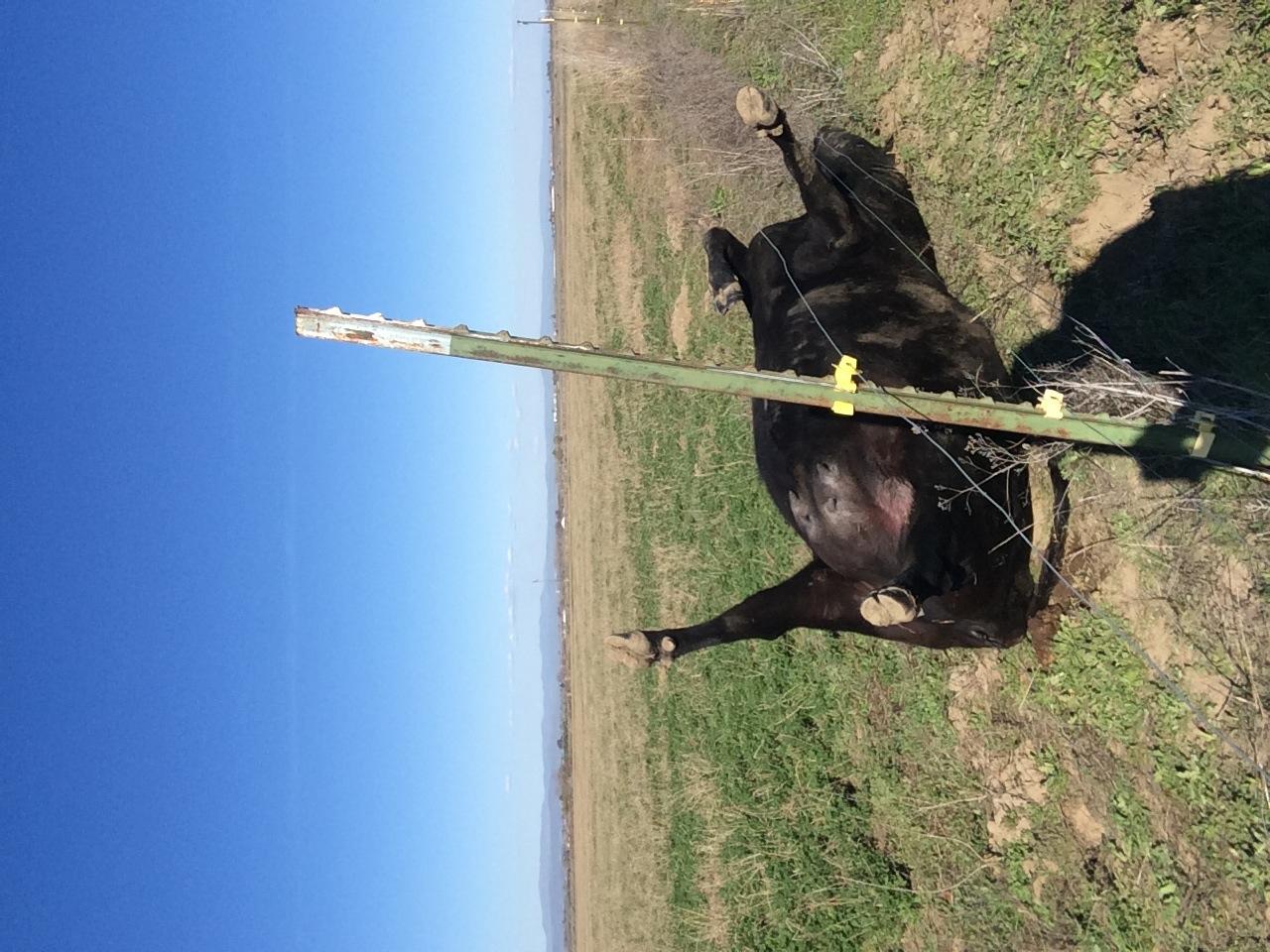 Zareba 50 Mile AC-Powered Low Impedance Electric Fence Charger | 2.0 Joule Output, Contain Cattle, Horses, Pigs, Goats, Use in Heavy Weed Conditions, Lightning Protection, EAC50M-Z customer photo 1
