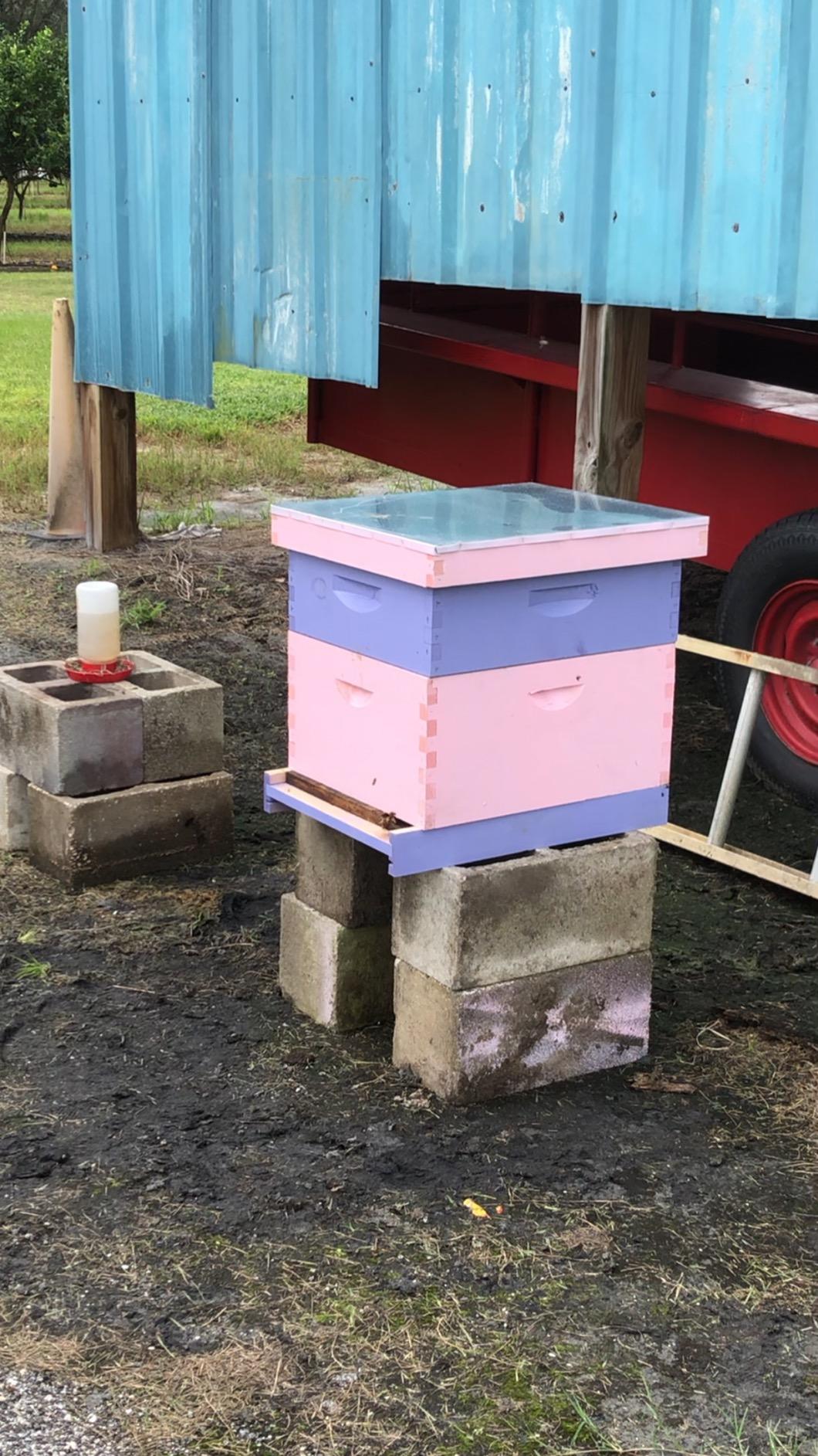 Little Giant 10-Frame Deluxe Beginner Hive Kit | Premium Beekeeping Starter Set for Beginners | Made in USA customer photo 1