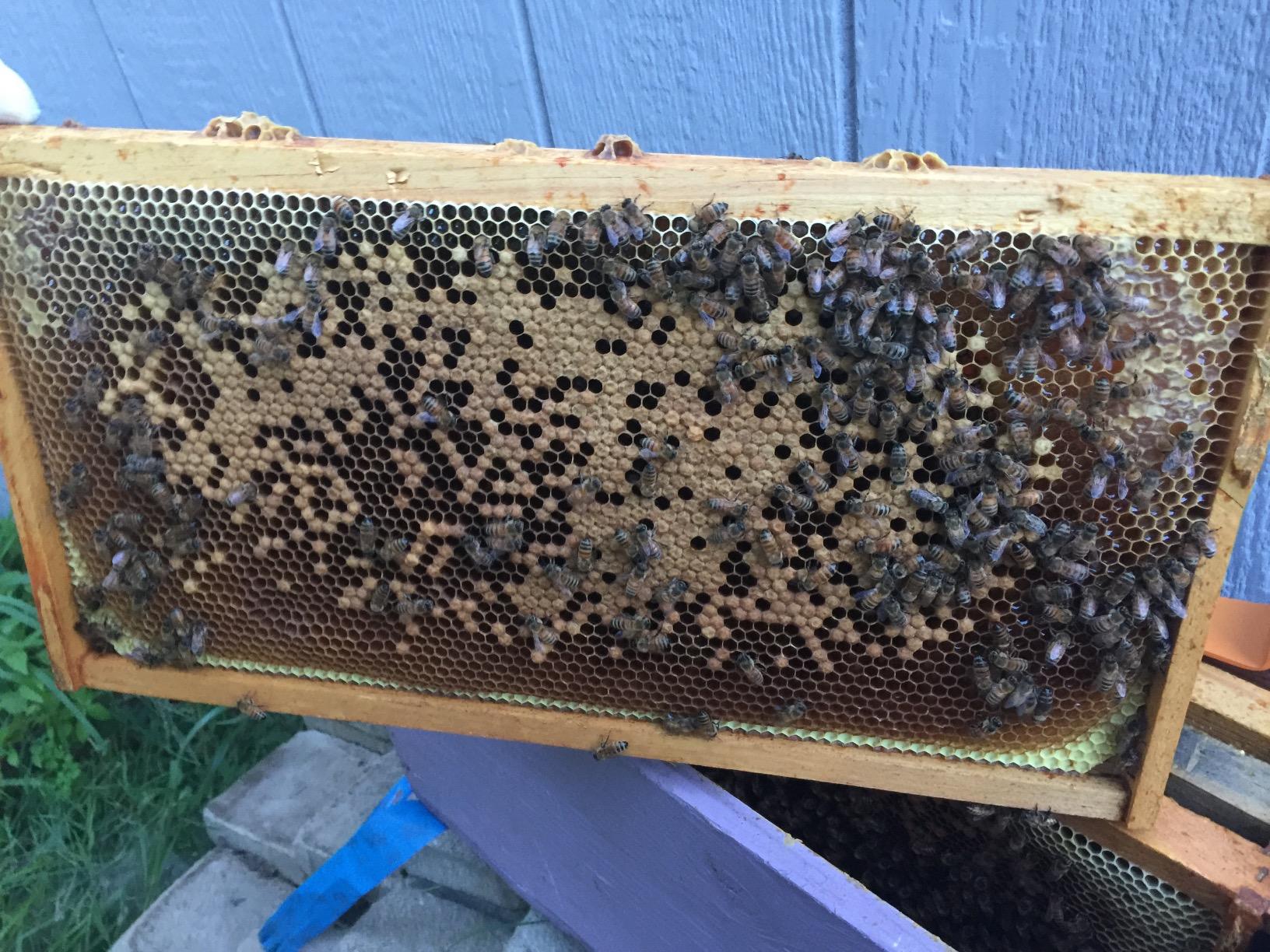 Little Giant 10-Frame Deluxe Beginner Hive Kit | Premium Beekeeping Starter Set for Beginners | Made in USA customer photo 2