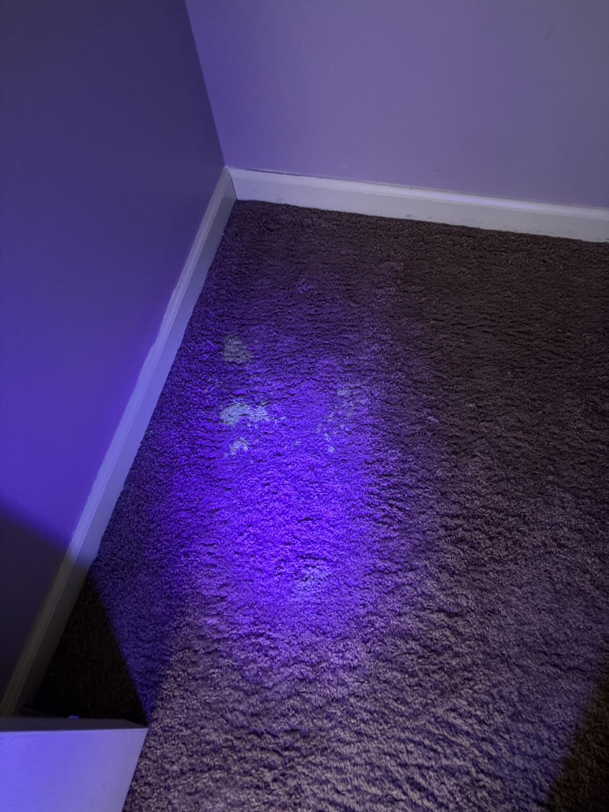 Vansky UV Flashlight Black Light, 51 LED Blacklight Pet Urine Detector for Dog/Cat Urine, Dry Stains, Bed Bug, Resin Curing, Scorpions Finder customer photo 2