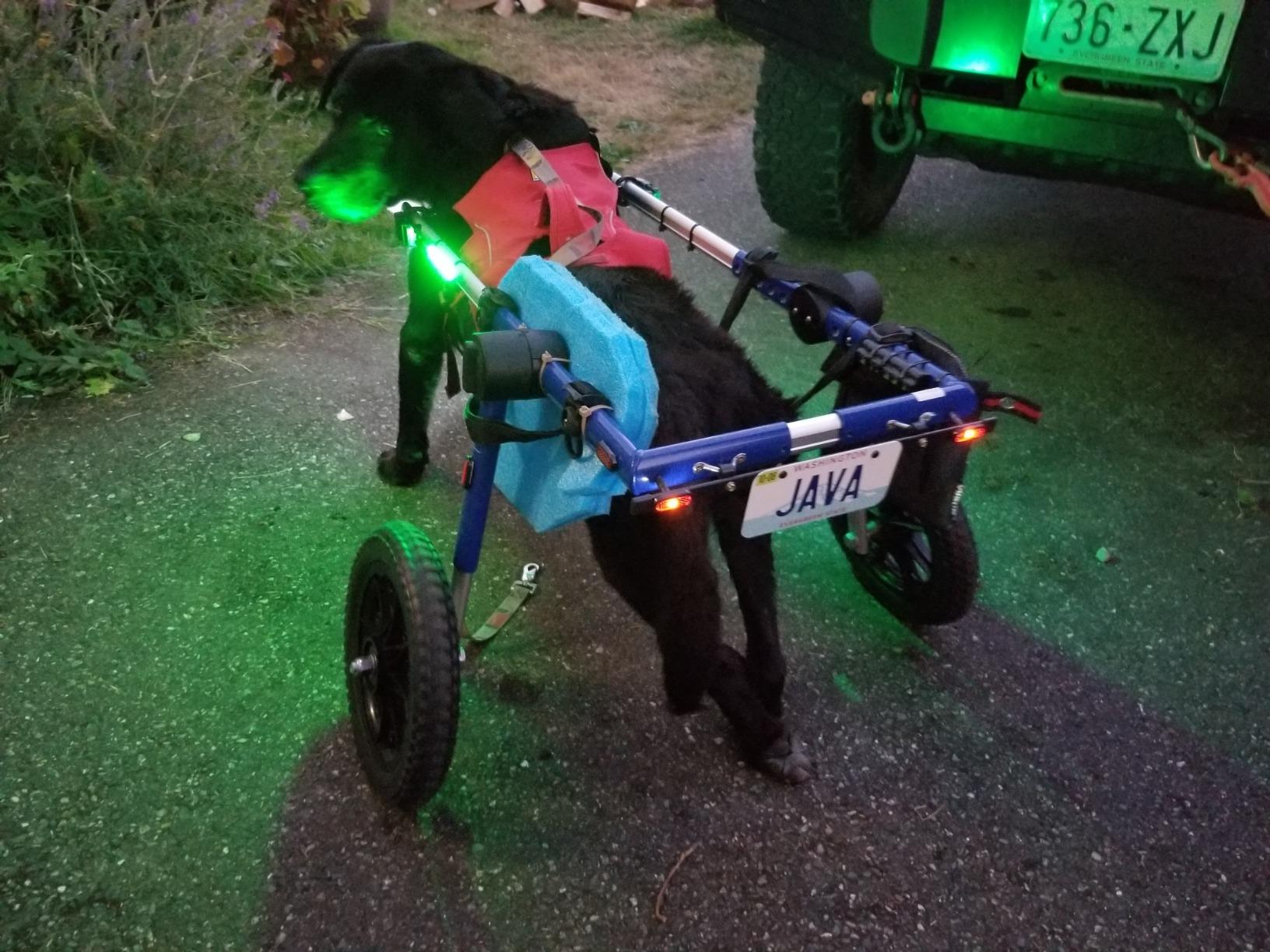 Walkin' Wheels Dog Wheelchair - for Large Dogs 70-180 Pounds - Veterinarian Approved - Dog Wheelchair for Back Legs customer photo 1