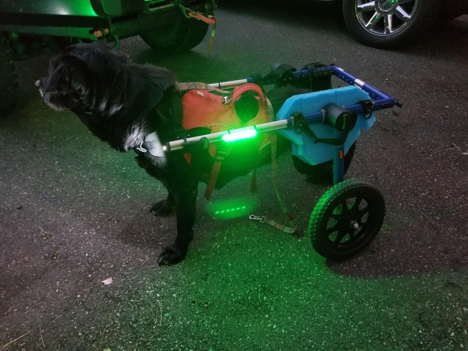 Walkin' Wheels Dog Wheelchair - for Large Dogs 70-180 Pounds - Veterinarian Approved - Dog Wheelchair for Back Legs customer photo 2