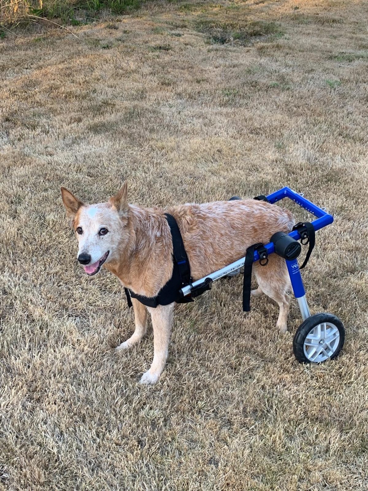 Walkin' Wheels Dog Wheelchair - for Medium Dogs 26-49 lbs - Veterinarian Approved - Dog Wheelchair for Back Legs customer photo 1