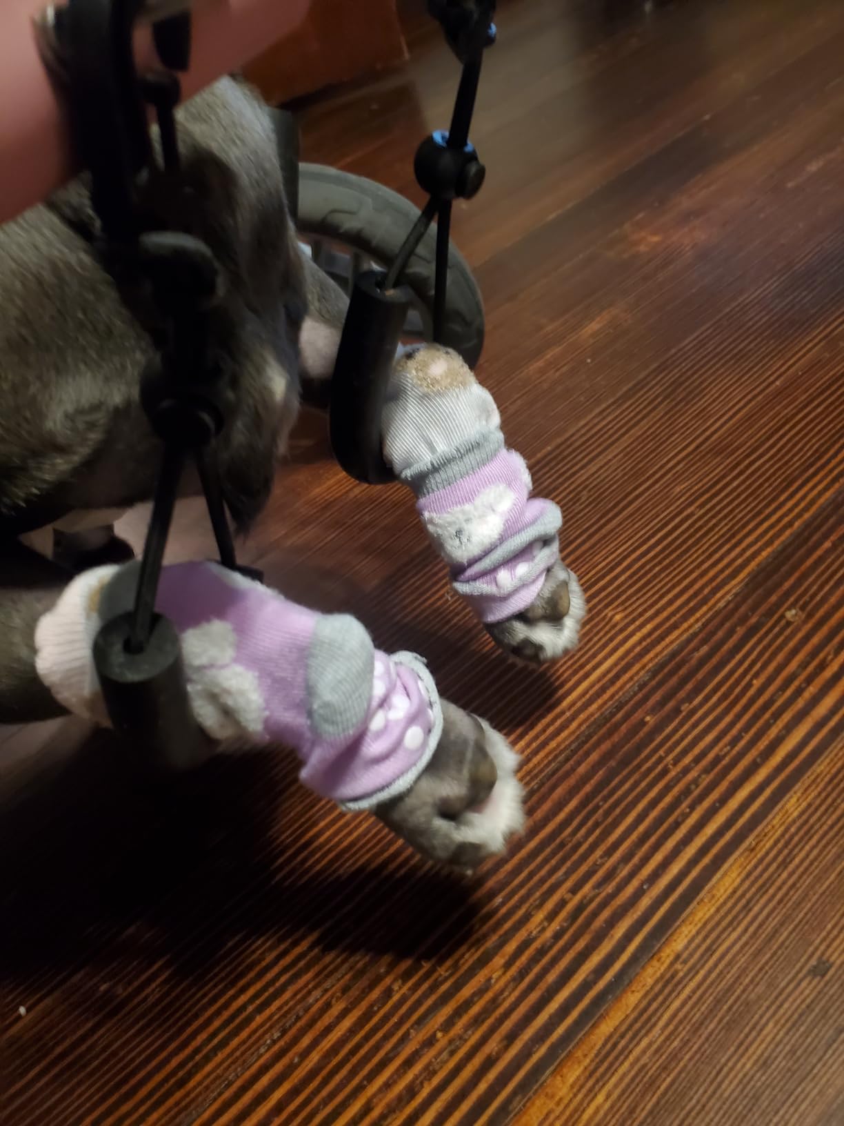 Walkin' Wheels Dog Wheelchair - for Medium Dogs 26-49 lbs - Veterinarian Approved - Dog Wheelchair for Back Legs customer photo 2