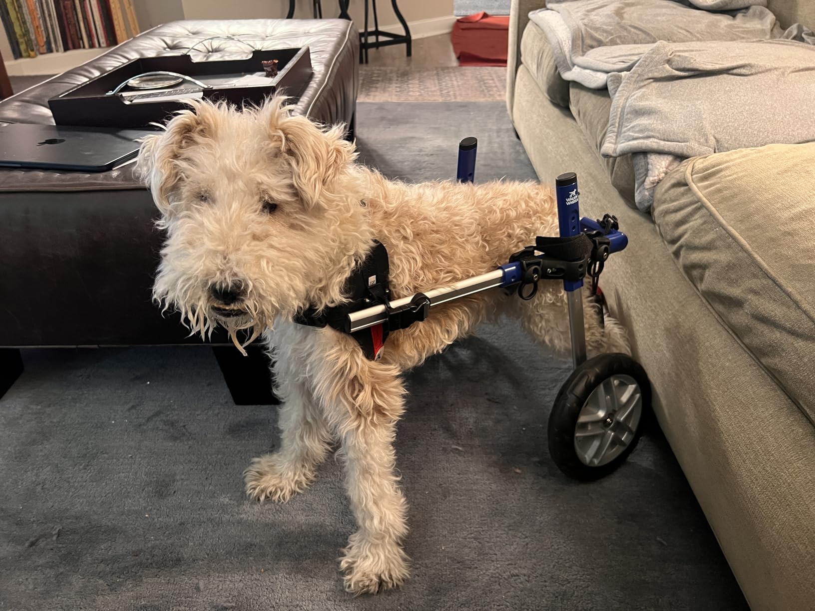 Walkin' Wheels Small Dog Wheelchair, Lightweight Dog Wheelchair for Back Legs, 15-25 lbs, for 6-8 inches Leg Height customer photo 1