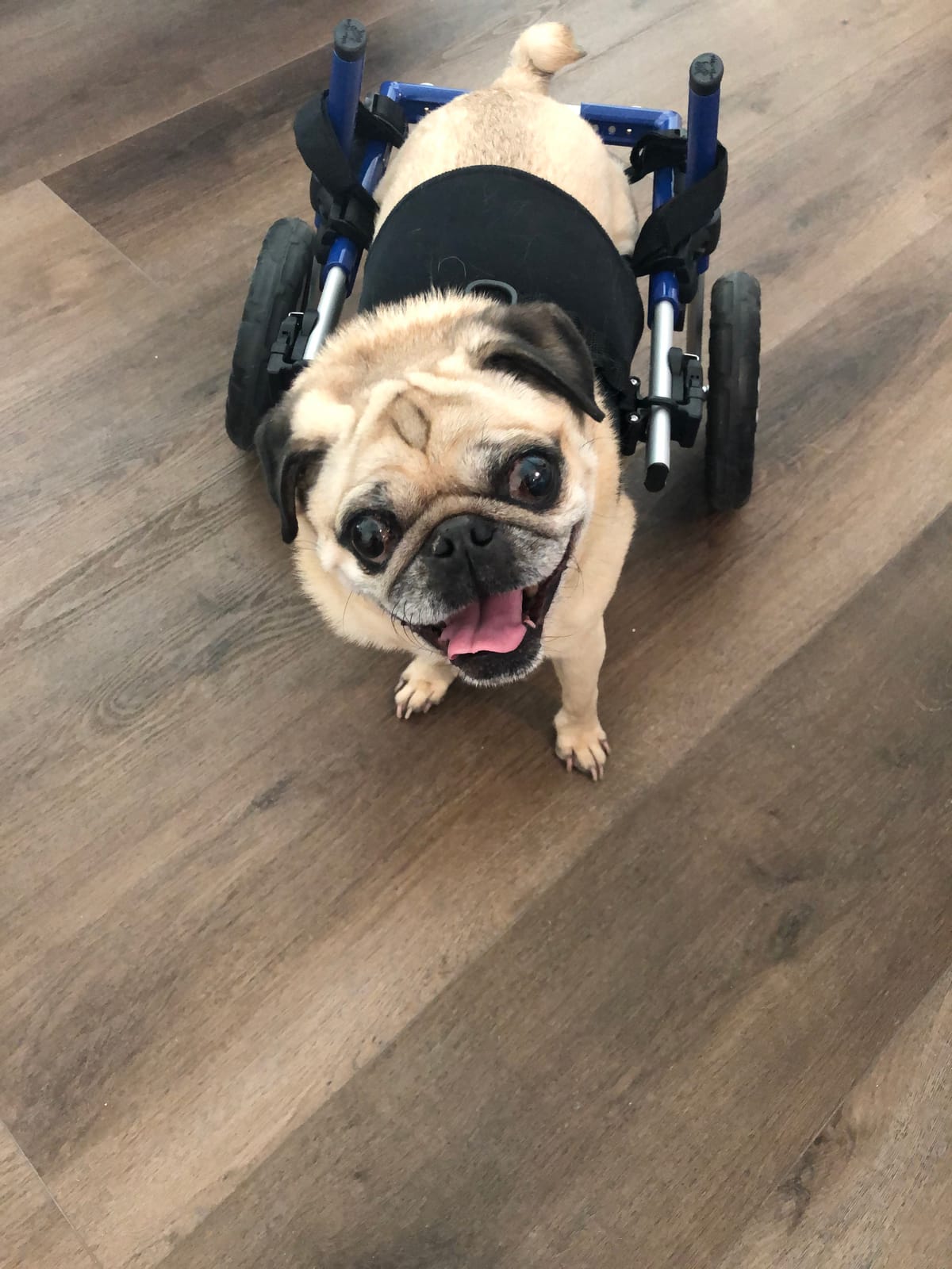 Walkin' Wheels Small Dog Wheelchair, Lightweight Dog Wheelchair for Back Legs, 15-25 lbs, for 6-8 inches Leg Height customer photo 2