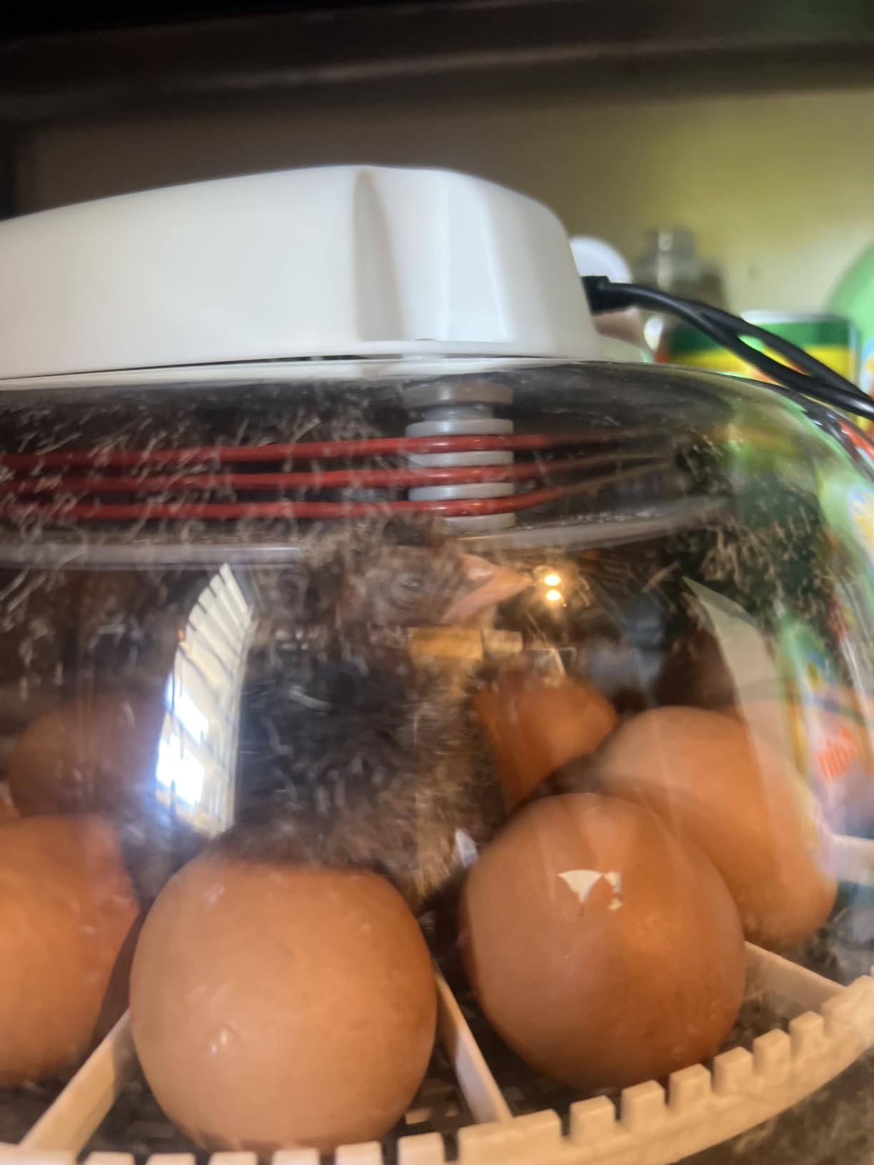 Harris Farms Nurture Right Egg Incubator for Hatching Chicks, Holds 12-22 Eggs, Automatic Turner with Temperature and Humidity Control, 360 Degree View with Clear Window customer photo 1