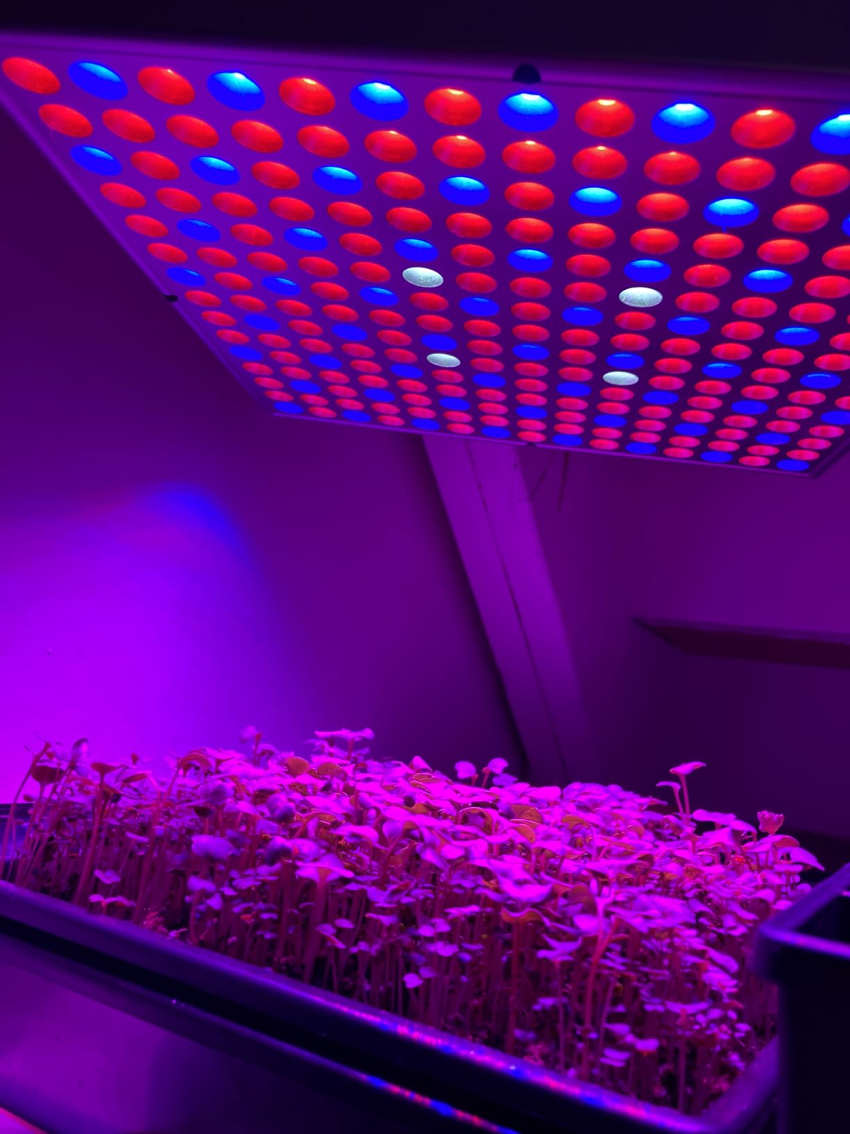 LED Grow Light 225 LEDs Plant Lights Red Blue White Panel Growing Lamps for Indoor Plants Seedling Vegetable and Flower (2 Pack) customer photo 1