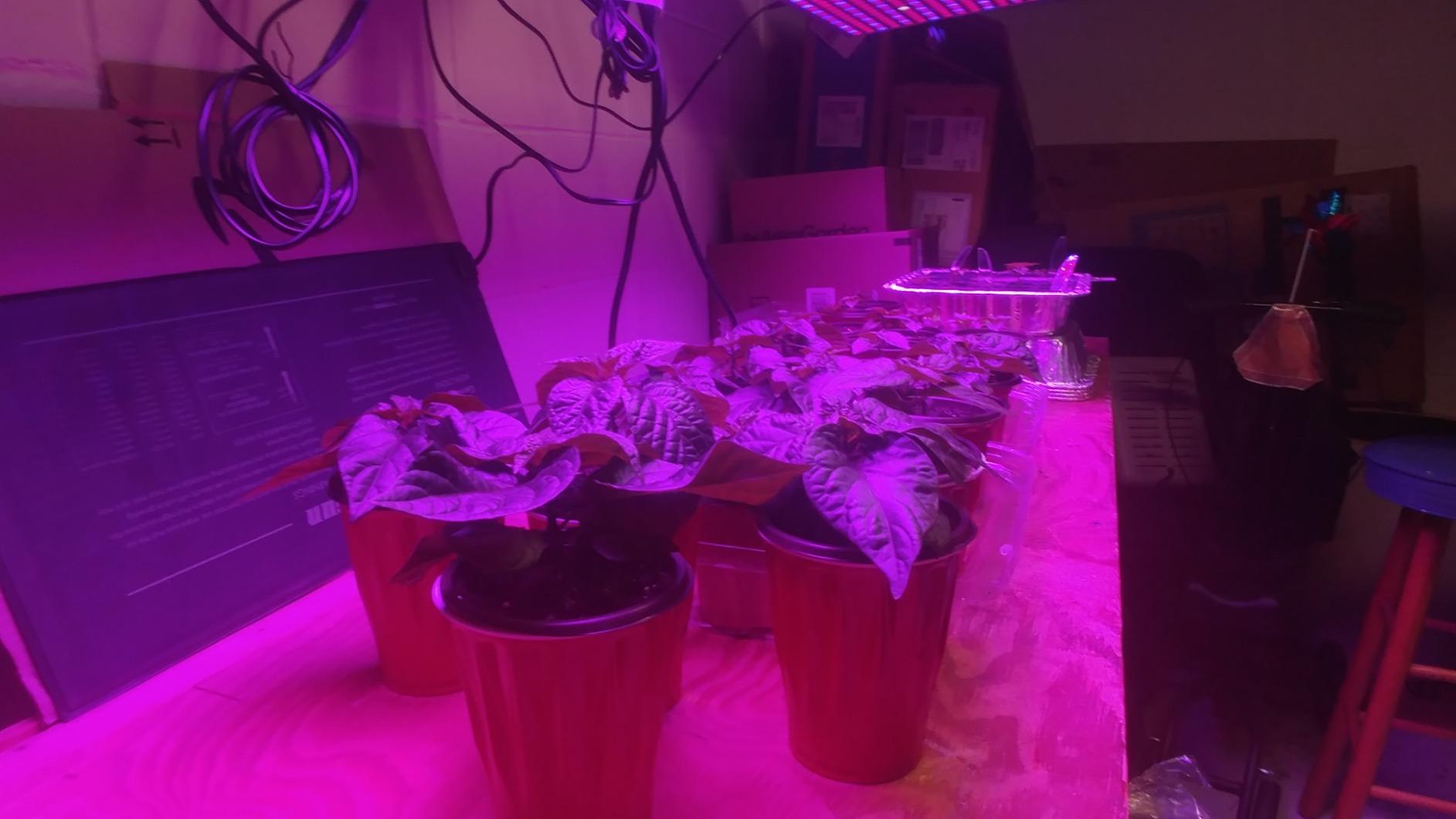 LED Grow Light 225 LEDs Plant Lights Red Blue White Panel Growing Lamps for Indoor Plants Seedling Vegetable and Flower (2 Pack) customer photo 2