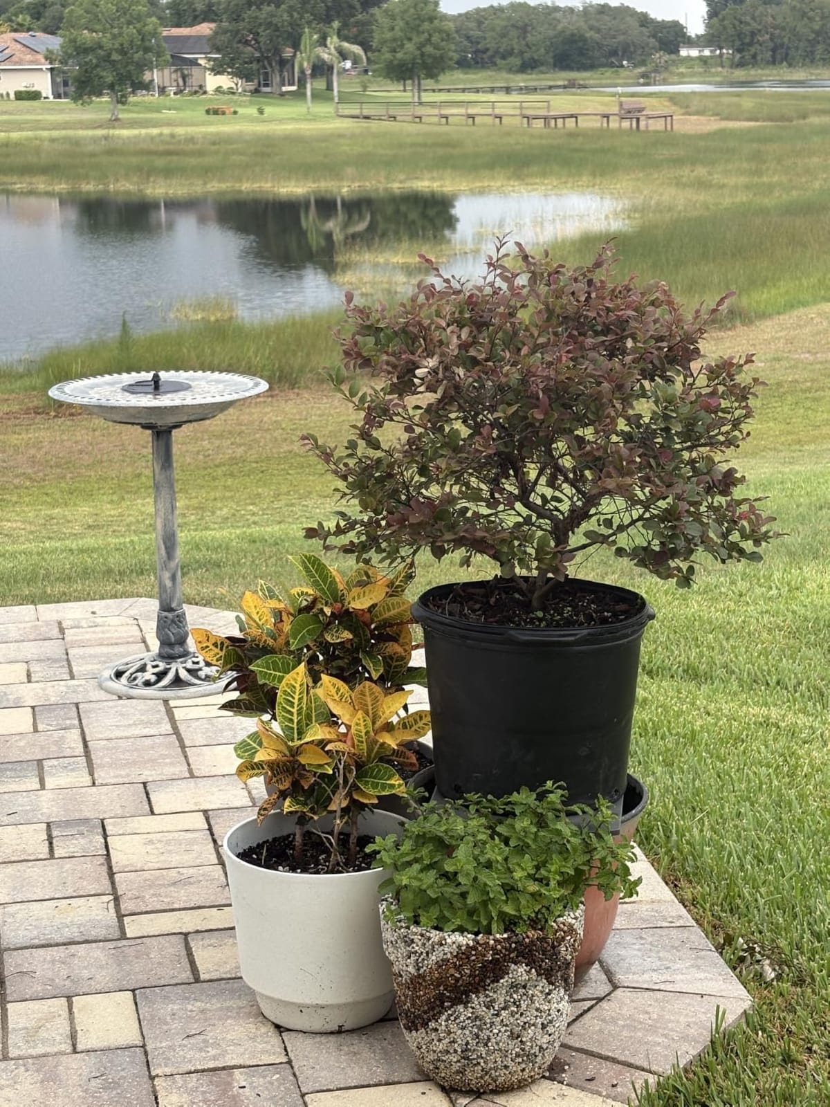VIVOHOME Bird Bath with Solar Fountain for Outside, Pedestal, Green | Solar-Powered Pump, Weather-Resistant Polyresin, 20-Inch Bowl, for Outdoor/Garden, Bird-Friendly, Easy to Clean customer photo 2