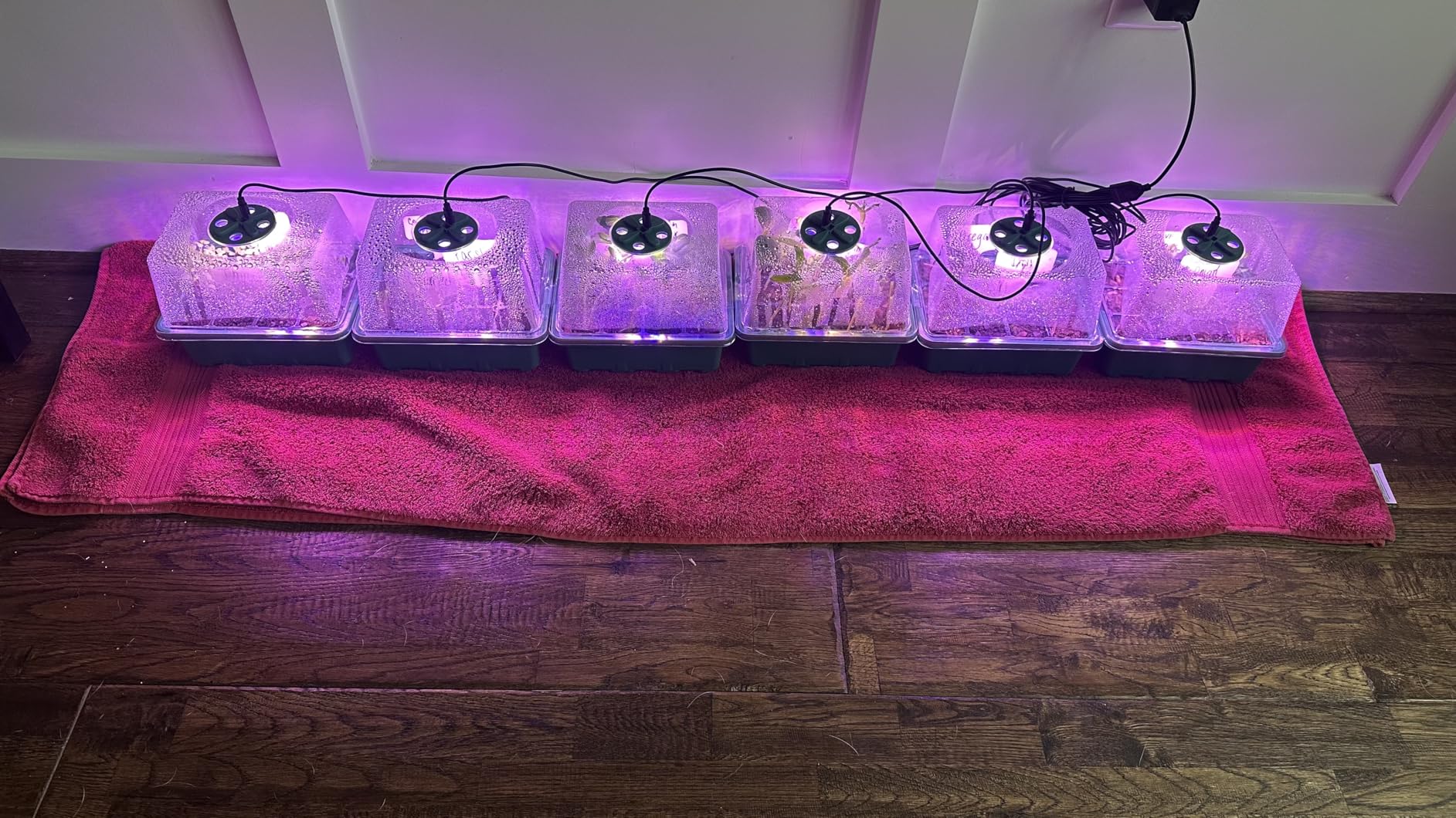 MIXC 4 Pack Seed Starter Kit with Grow Light, Vented Humidity Dome, Green | Full-Spectrum LED, Clear 12-Cell Tray, Reusable Plant Germination Trays with Elevated Lid for Indoor Plant Seed Starting customer photo 2