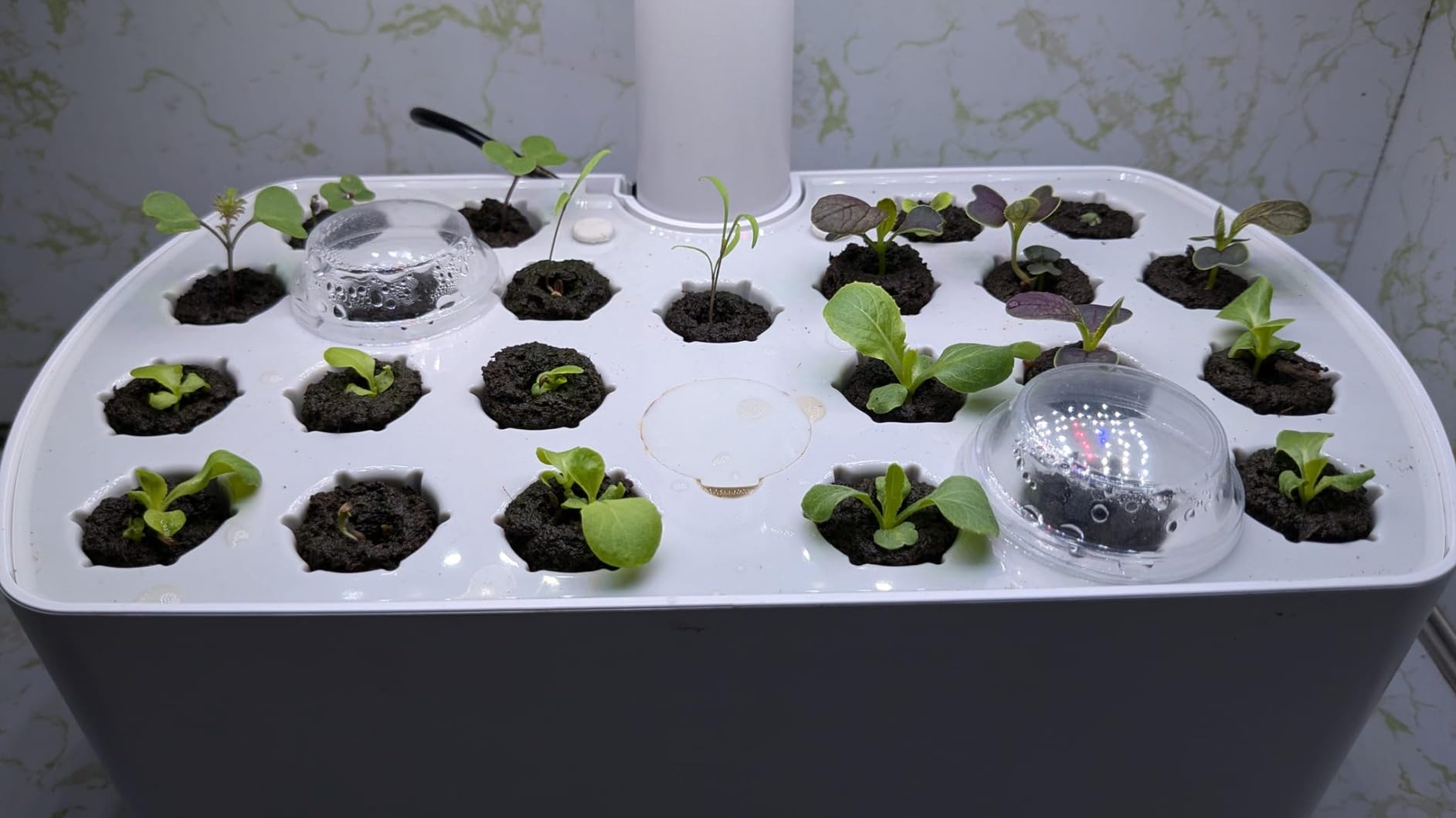 AeroGarden Seed Starting System for Harvest Models | Plastic Seed Starter Tray, 23 Biodegradable Grow Sponges, 3 oz. Liquid Plant Food Bottle, Seed Starting & Transplanting Guide customer photo 1