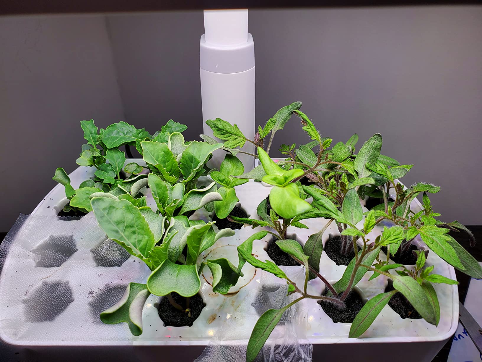 AeroGarden Seed Starting System for Harvest Models | Plastic Seed Starter Tray, 23 Biodegradable Grow Sponges, 3 oz. Liquid Plant Food Bottle, Seed Starting & Transplanting Guide customer photo 2