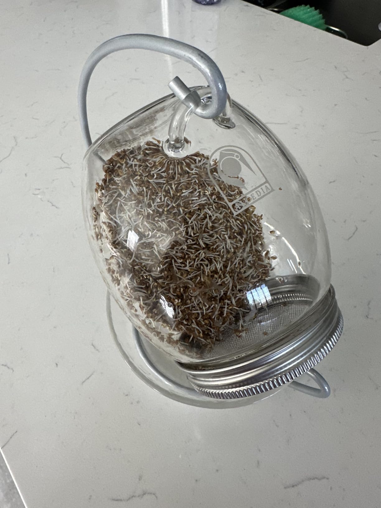Premium Sprouting Jar Kit - Unique 30 oz Wide Mouth Sprouting Jar, Stand, Tray and 316 Stainless Screen Lid | Decorative Indoor Seed Sprouter and Germinator (1 Kit) customer photo 1