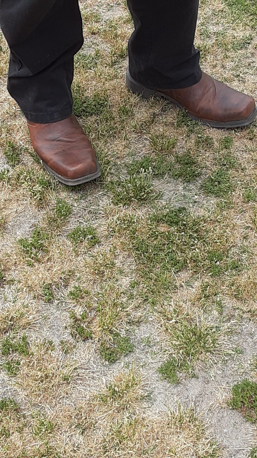 ARIAT Midtown Rambler customer photo 1