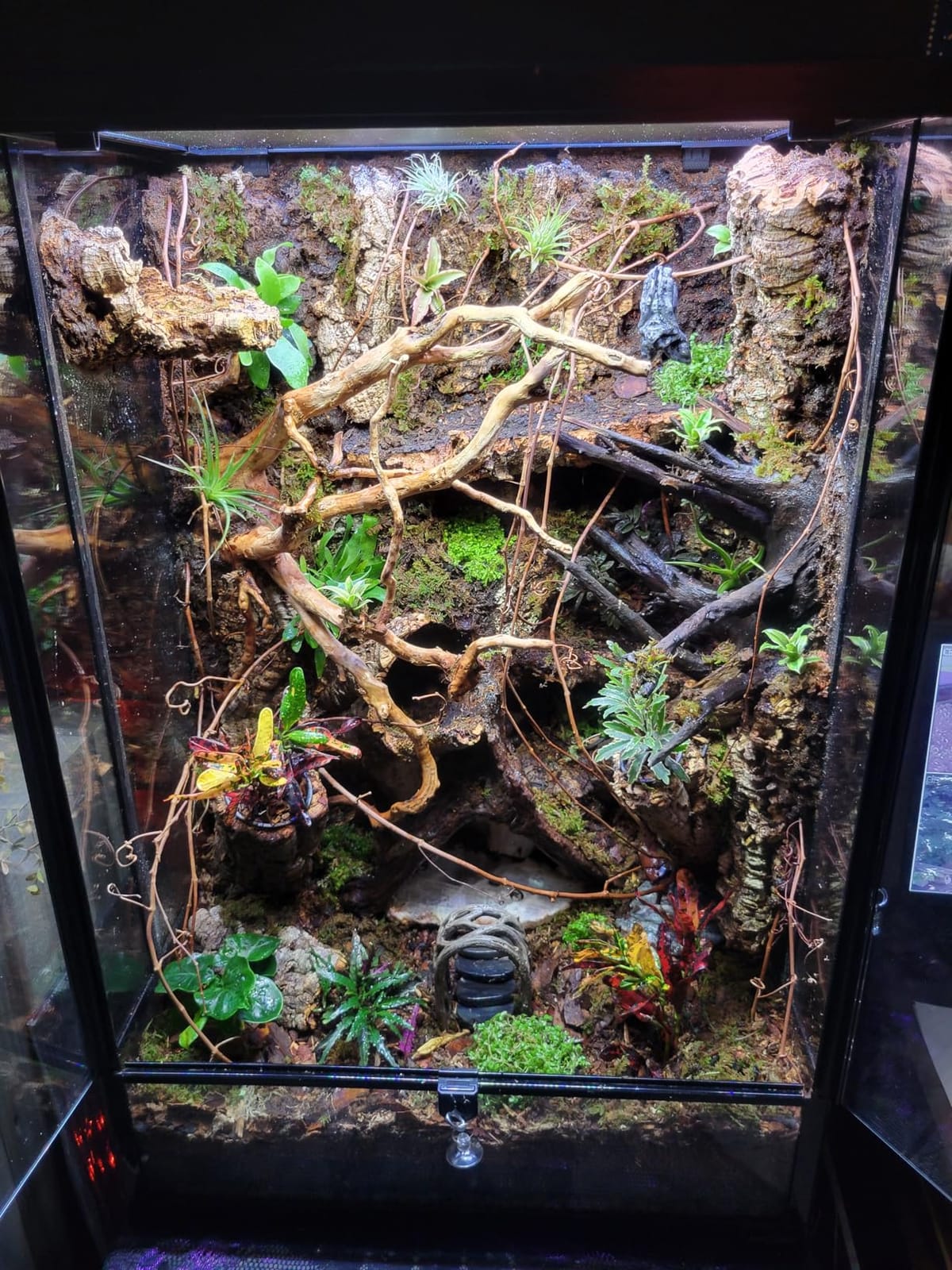 REPTI ZOO 24