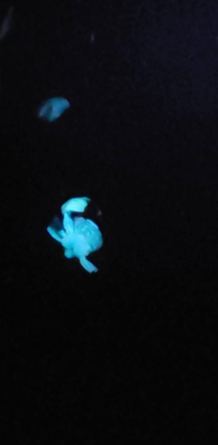 S3 365nm UV Flashlight with 3 LEDs | Powerful Blacklight, Pet Urine Detection, Resin Curing, Rocks, Scorpion customer photo 1